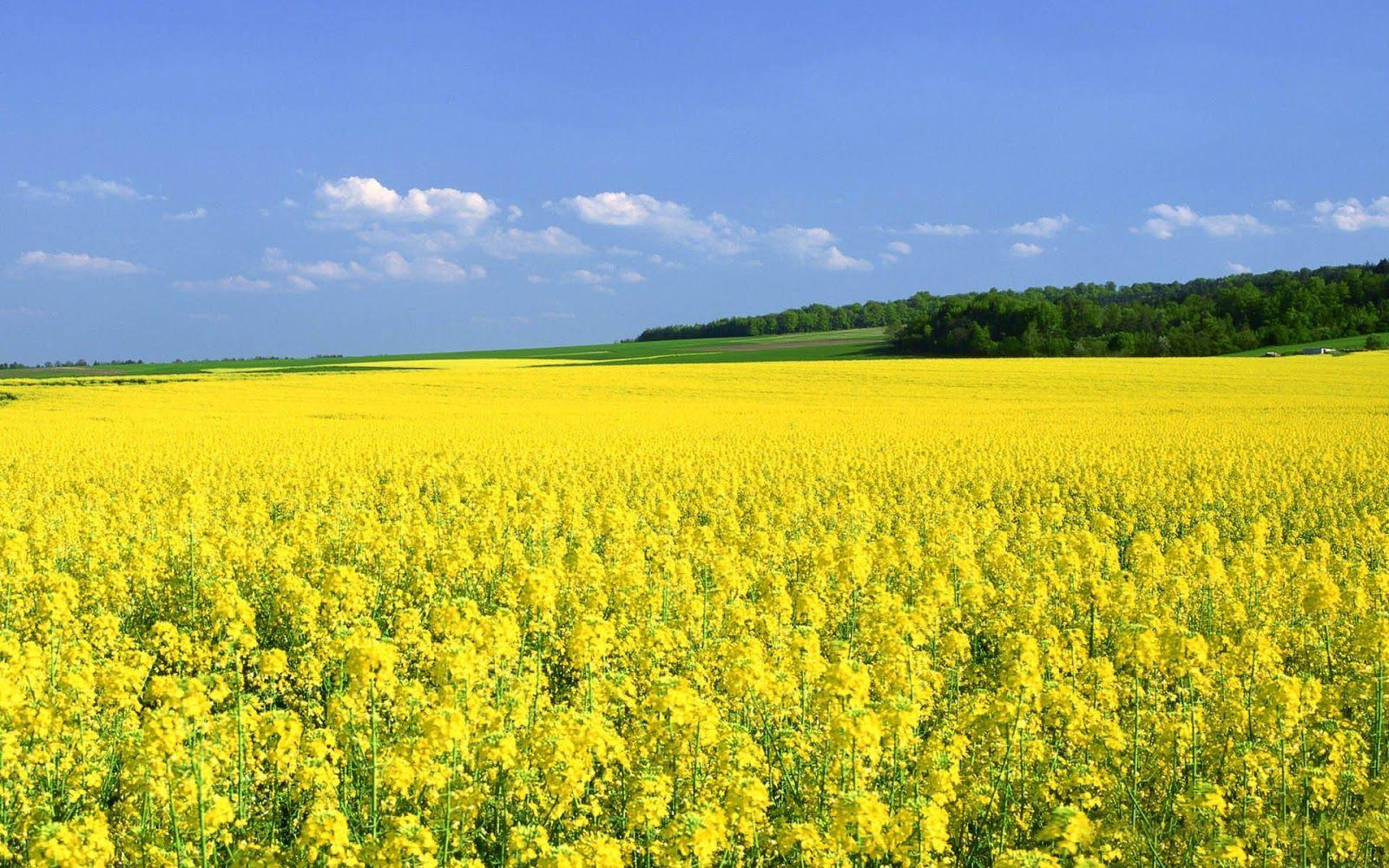 Yellow Flowers Fields. Field wallpaper, Yellow fields