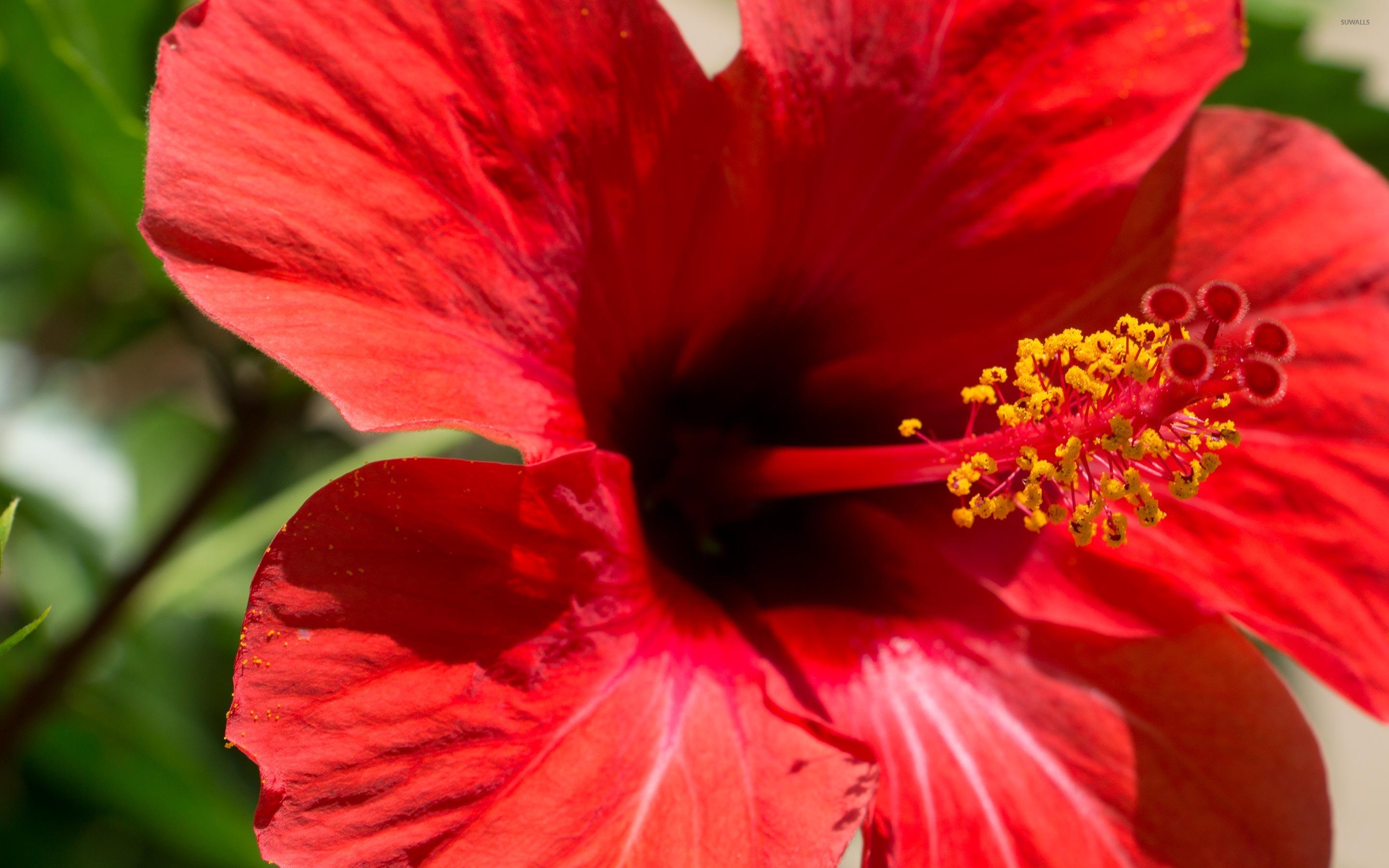 Red Hibiscus Blossom Close Up Wallpaper Wallpaper