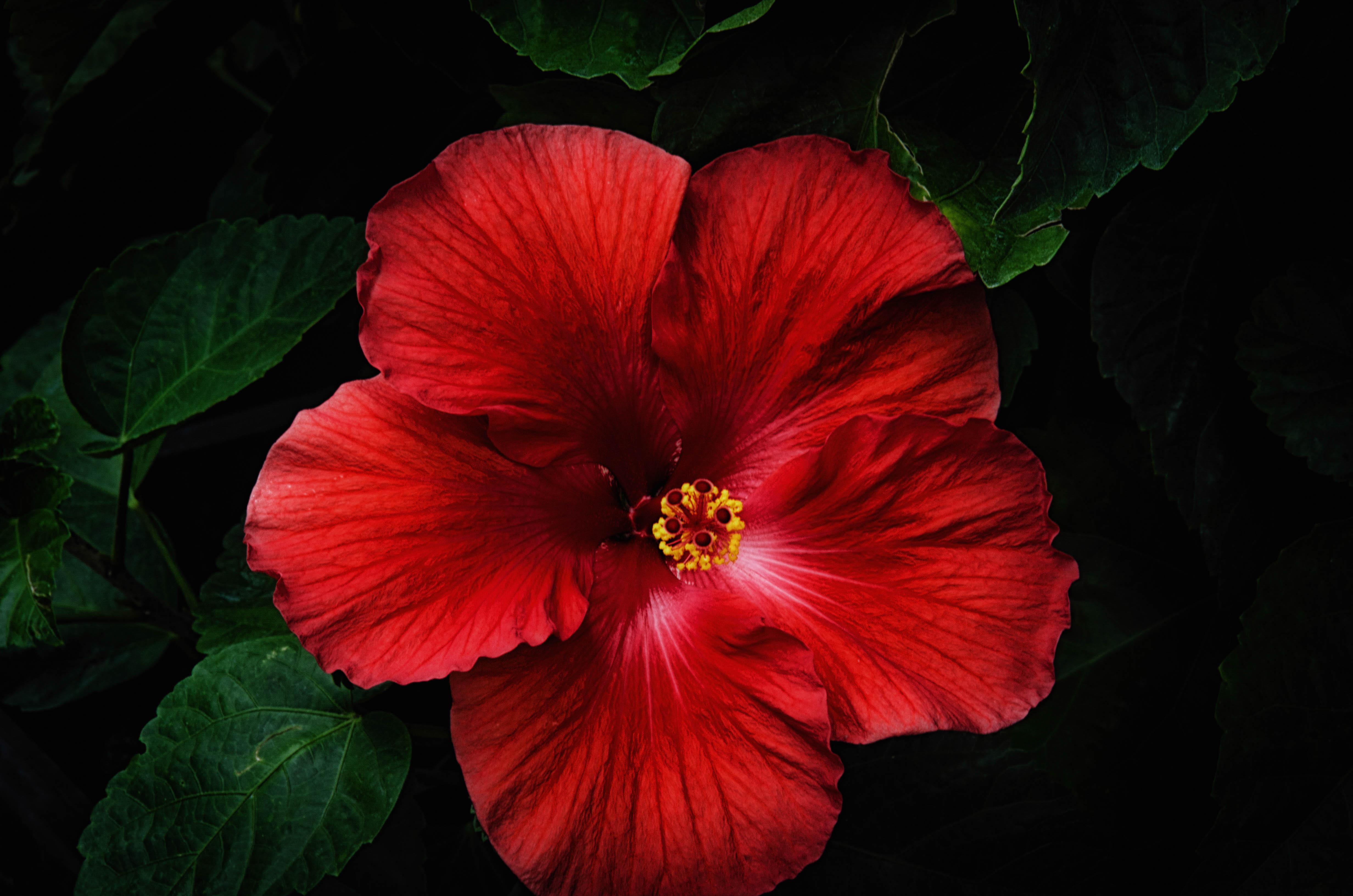 Red Hibiscus 4k Ultra HD Wallpaper. Background Imagex3264
