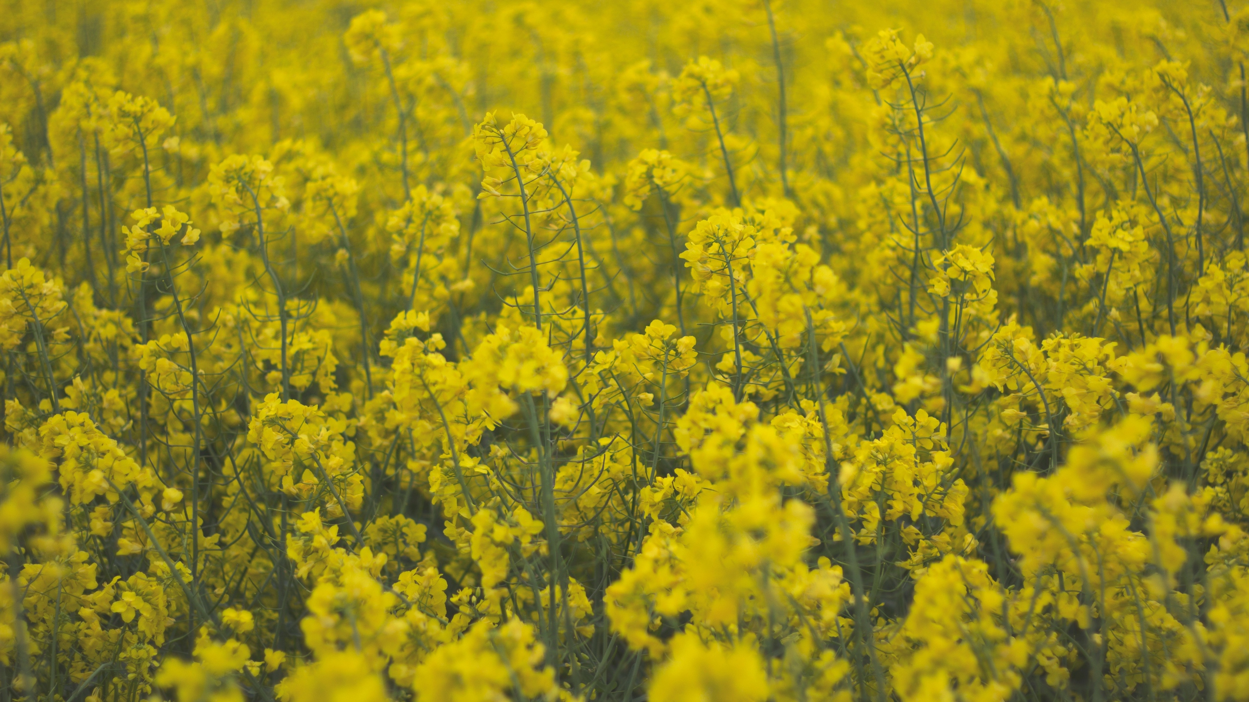 Download wallpaper 2560x1440 flowers, field, yellow, plants