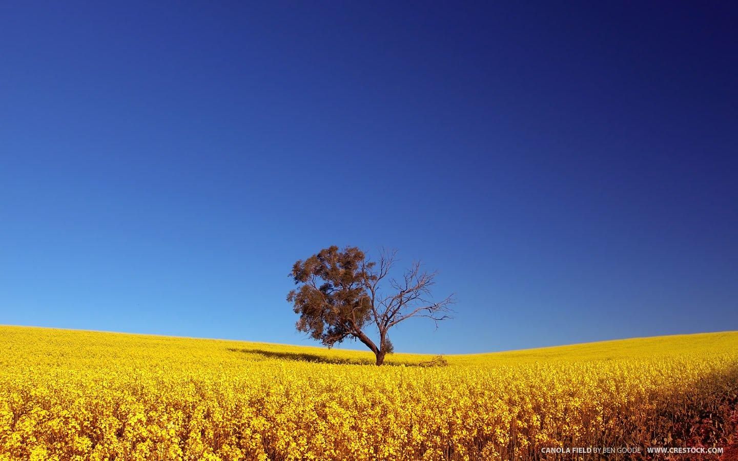 Canola HD Wallpaper and Background Image