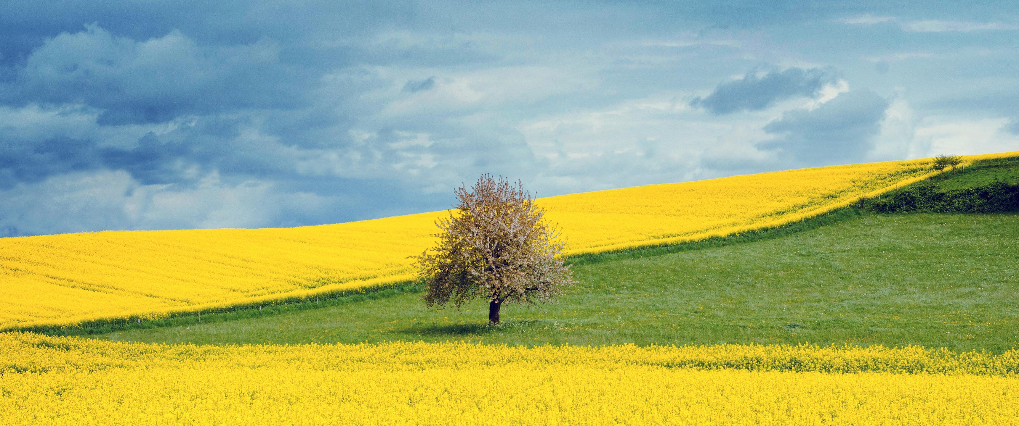 Yellow Flower Field Background, HD Flowers 4K Wallpaper, Image