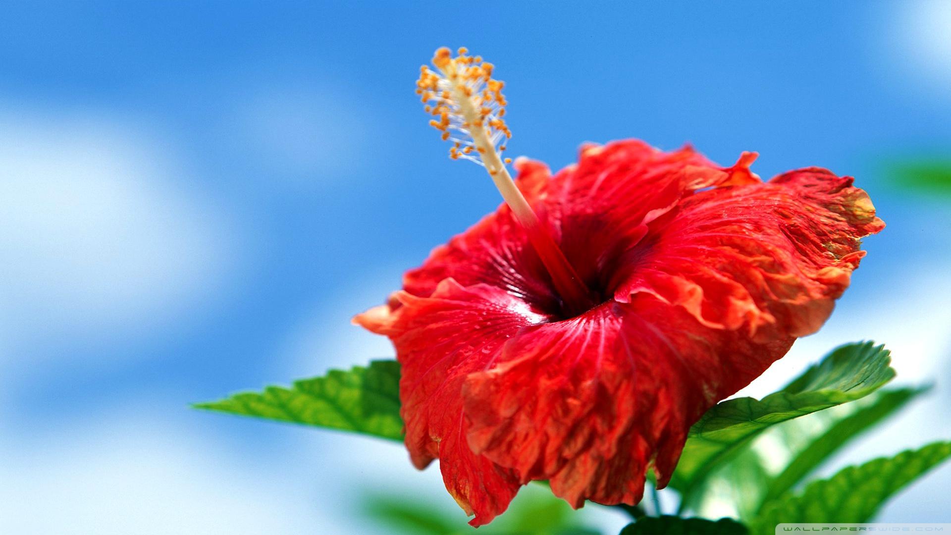 Red Hibiscus Flower Wallpapers - Wallpaper Cave