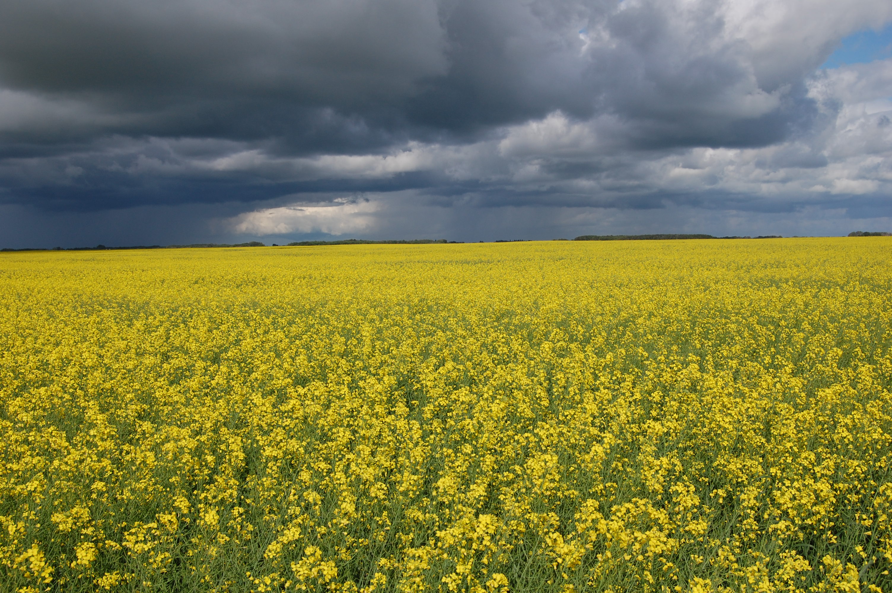 Yellow Canola Field Wallpapers Wallpaper Cave