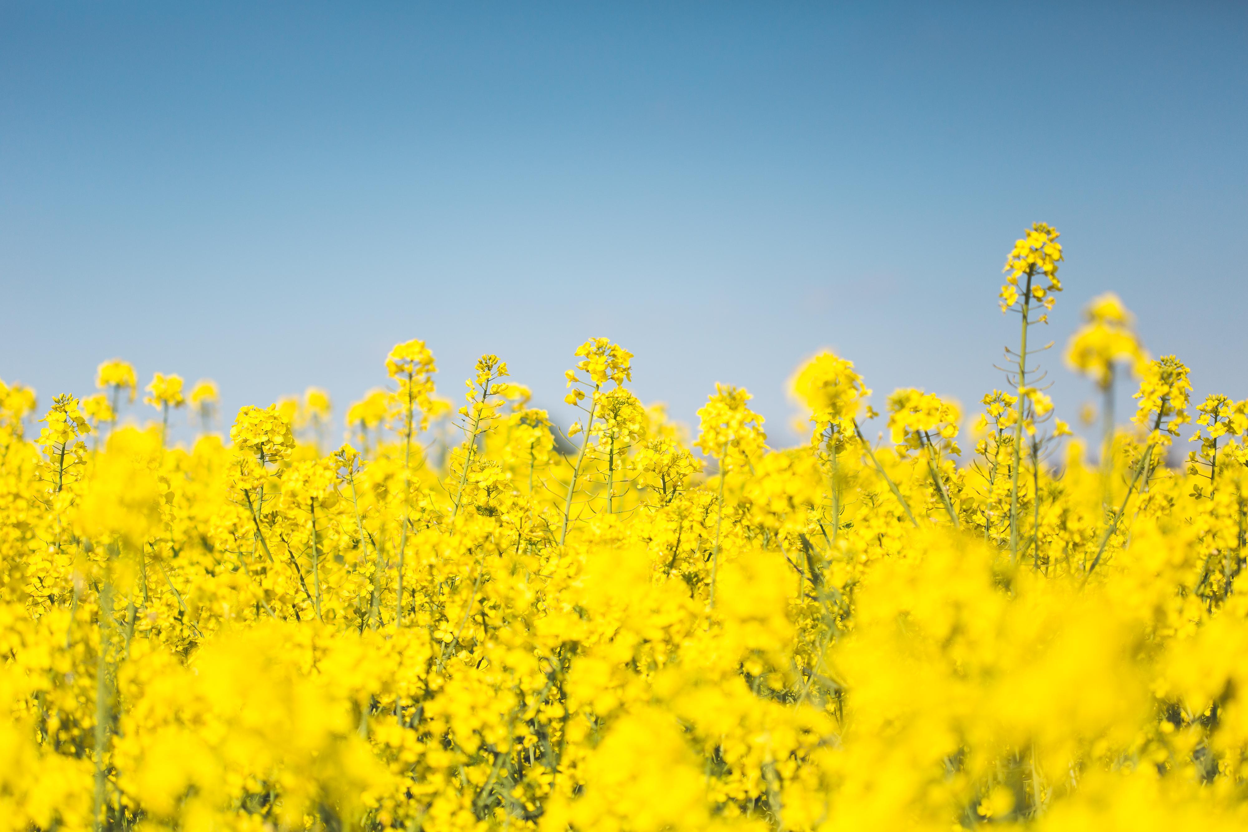 Blooming Canola Rapeseed Field Free