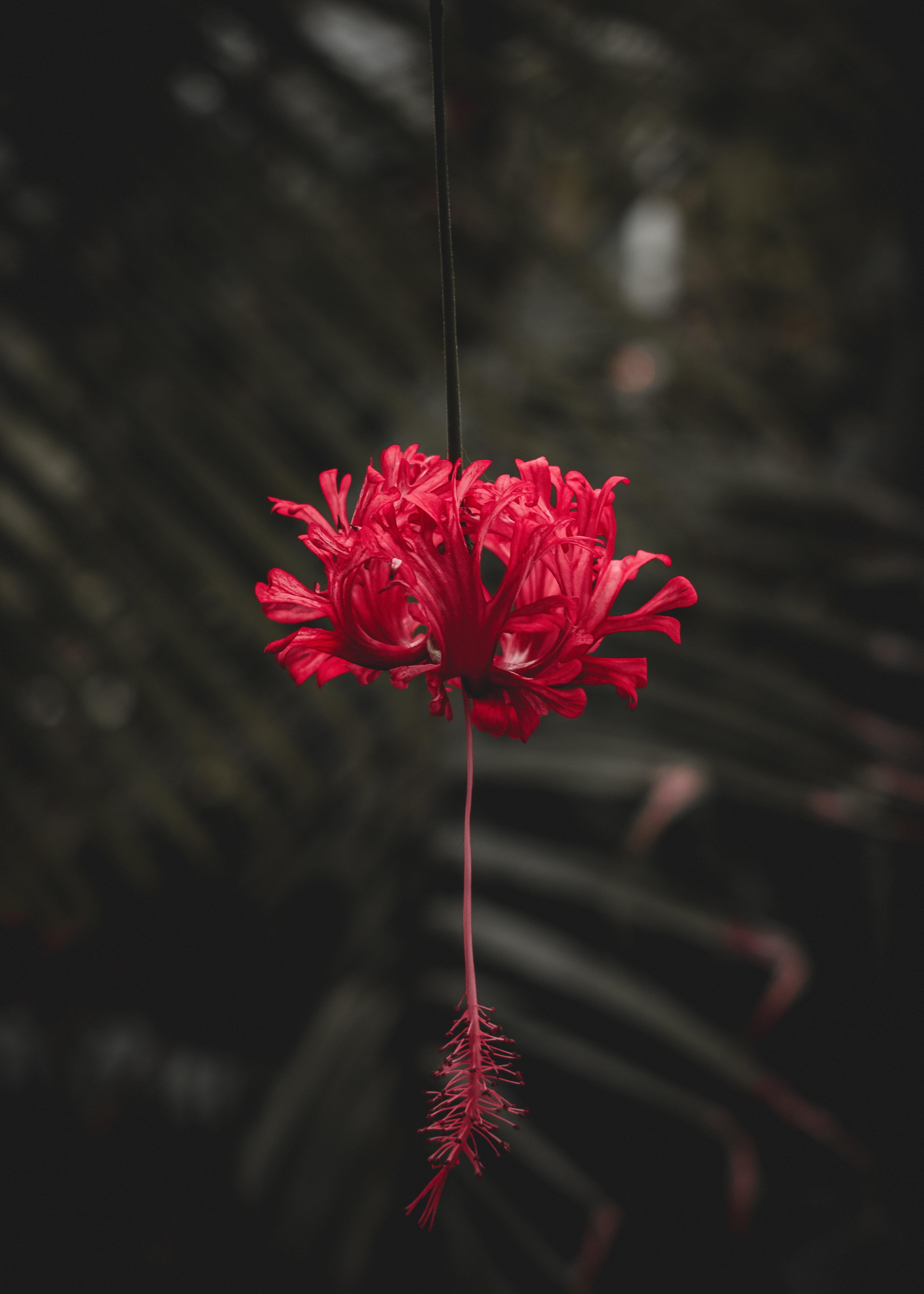 Hibiscus Flower Wallpaper