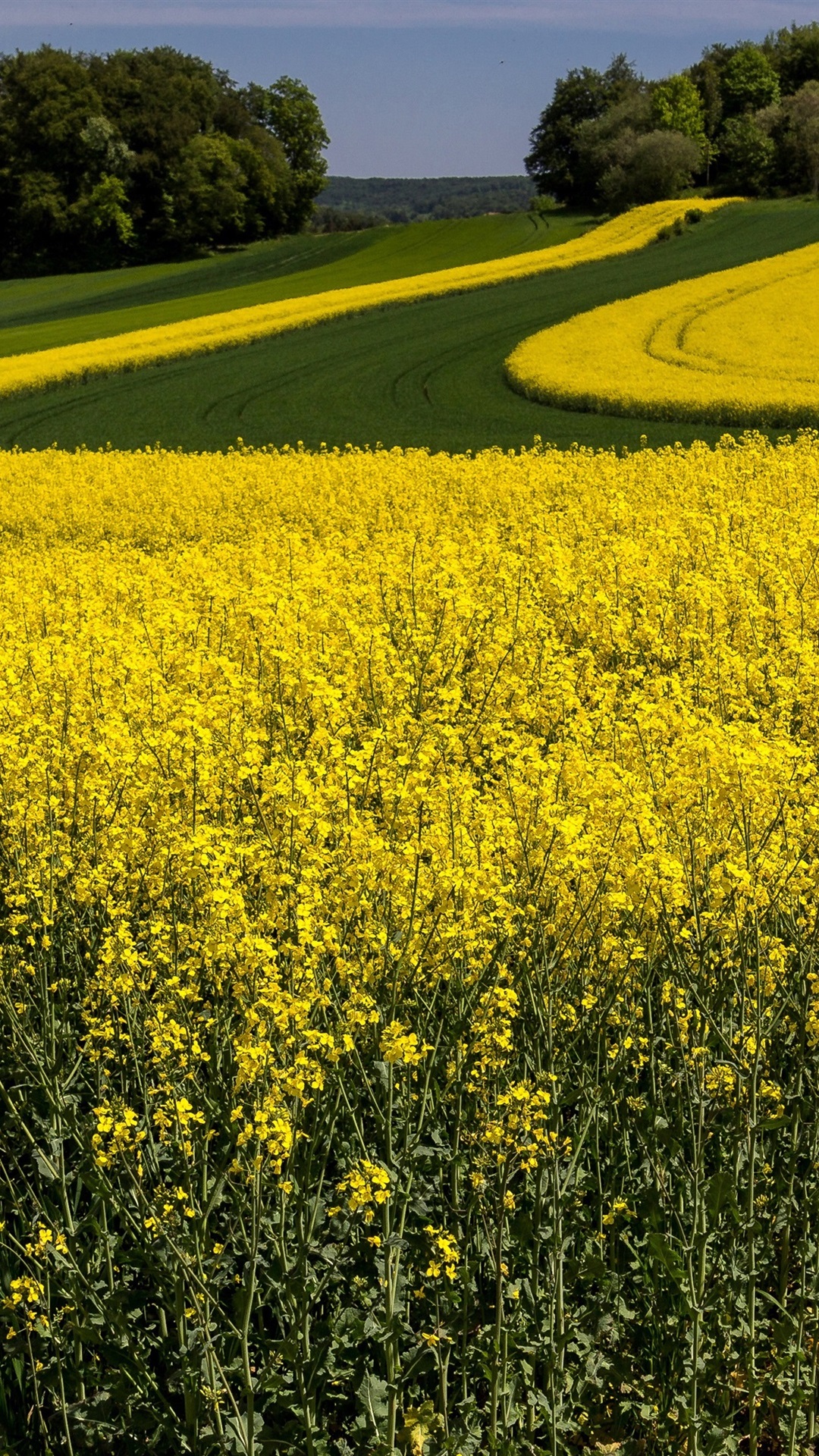 Yellow Flowers, Rapeseed, Summer 1080x1920 IPhone 8 7 6 6S Plus