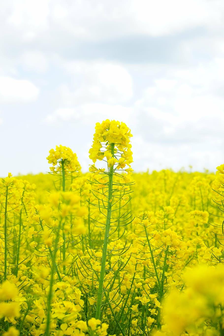 HD wallpaper: field of rapeseeds, blütenmeer, yellow, flowers