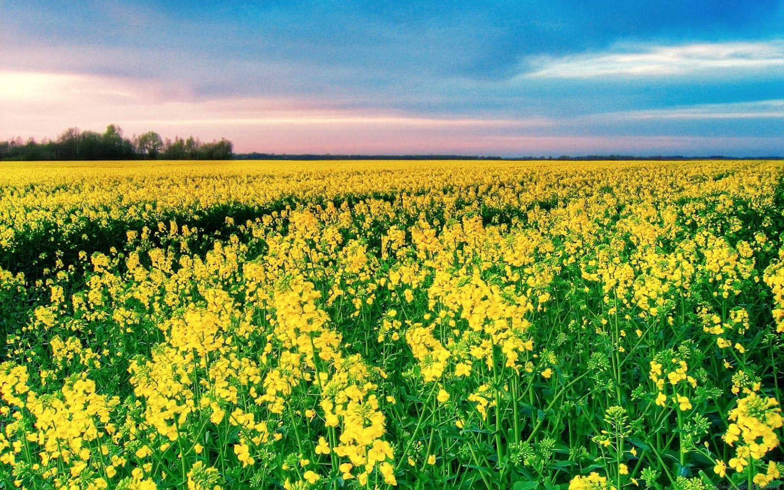 Flowers of Mustard..( Sarso. ). Field wallpaper, Flower