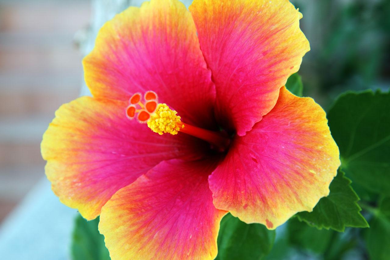 Beautiful Hibiscus Flower Image Free