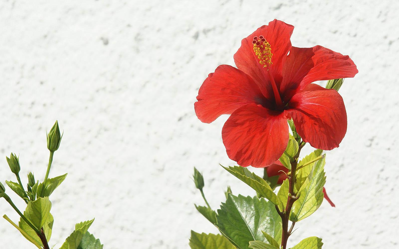 Fresh Red Hibiscus Flower Image. Top Collection of different