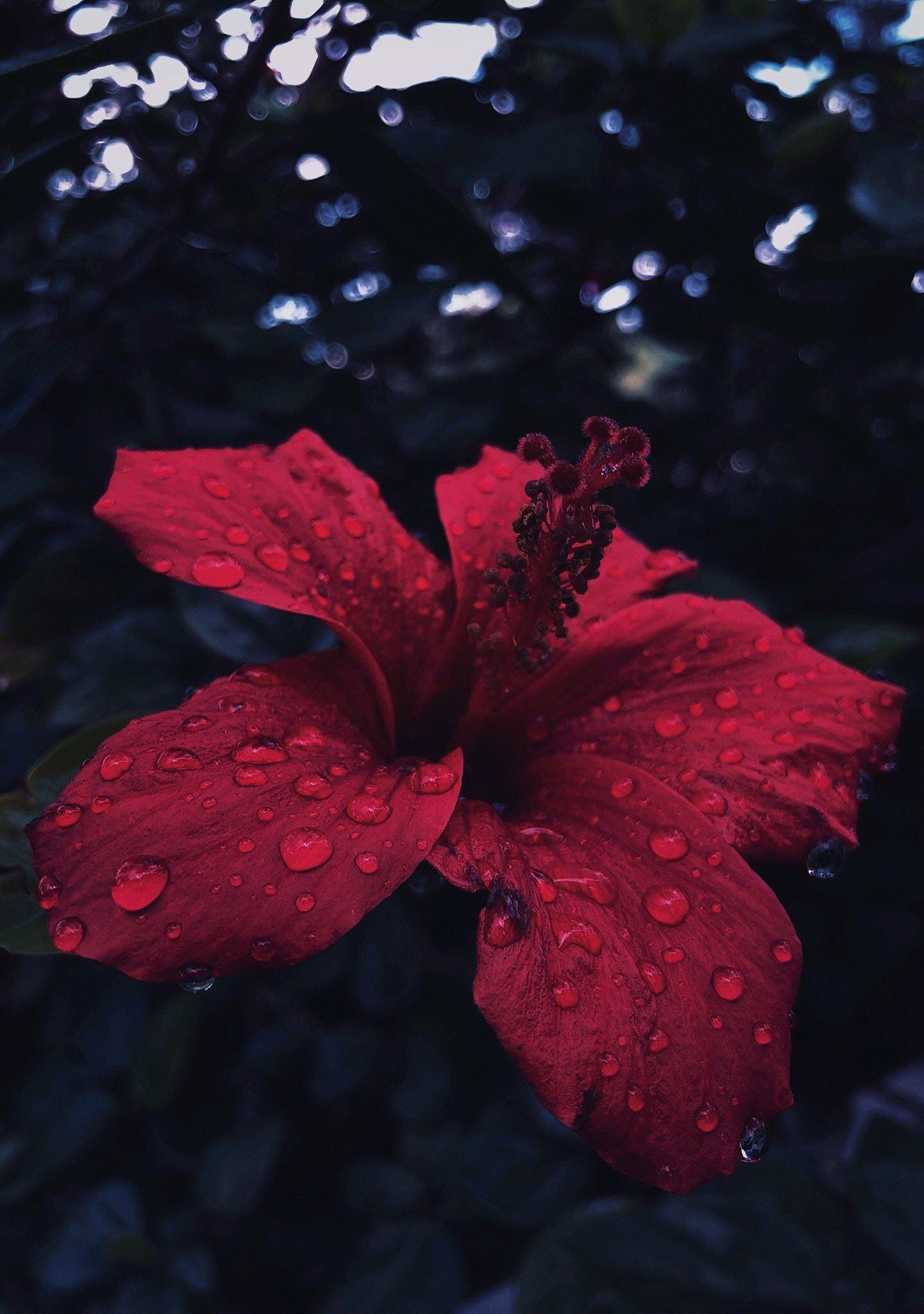 Download 1440x2880 wallpaper hibiscus, flower, close up, water