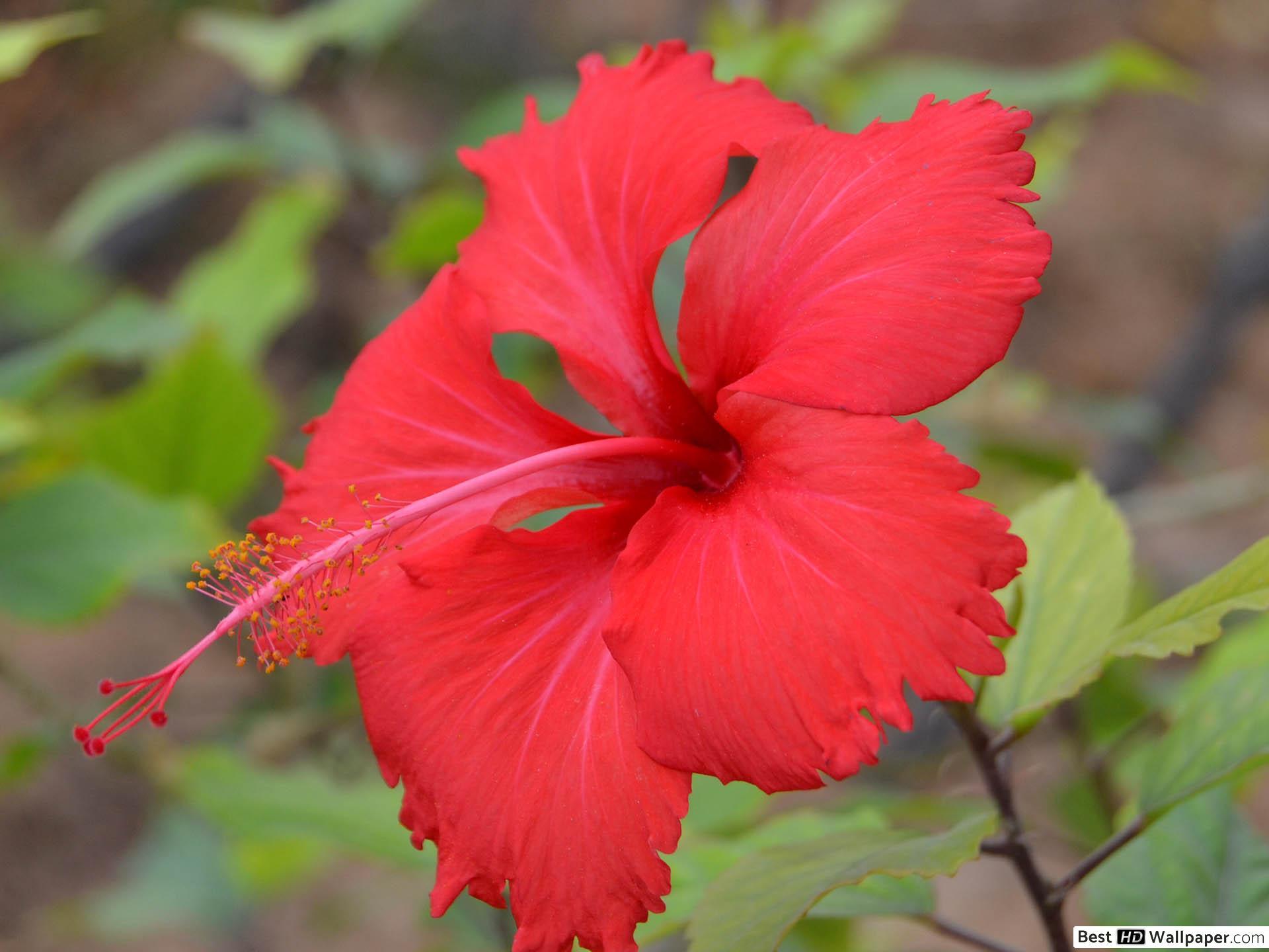 Red Hibiscus Flower HD wallpaper download