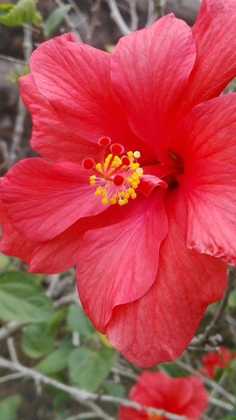 Hibiscus Flower Close Up, Red Petals 750x1334 IPhone 8 7 6 6S