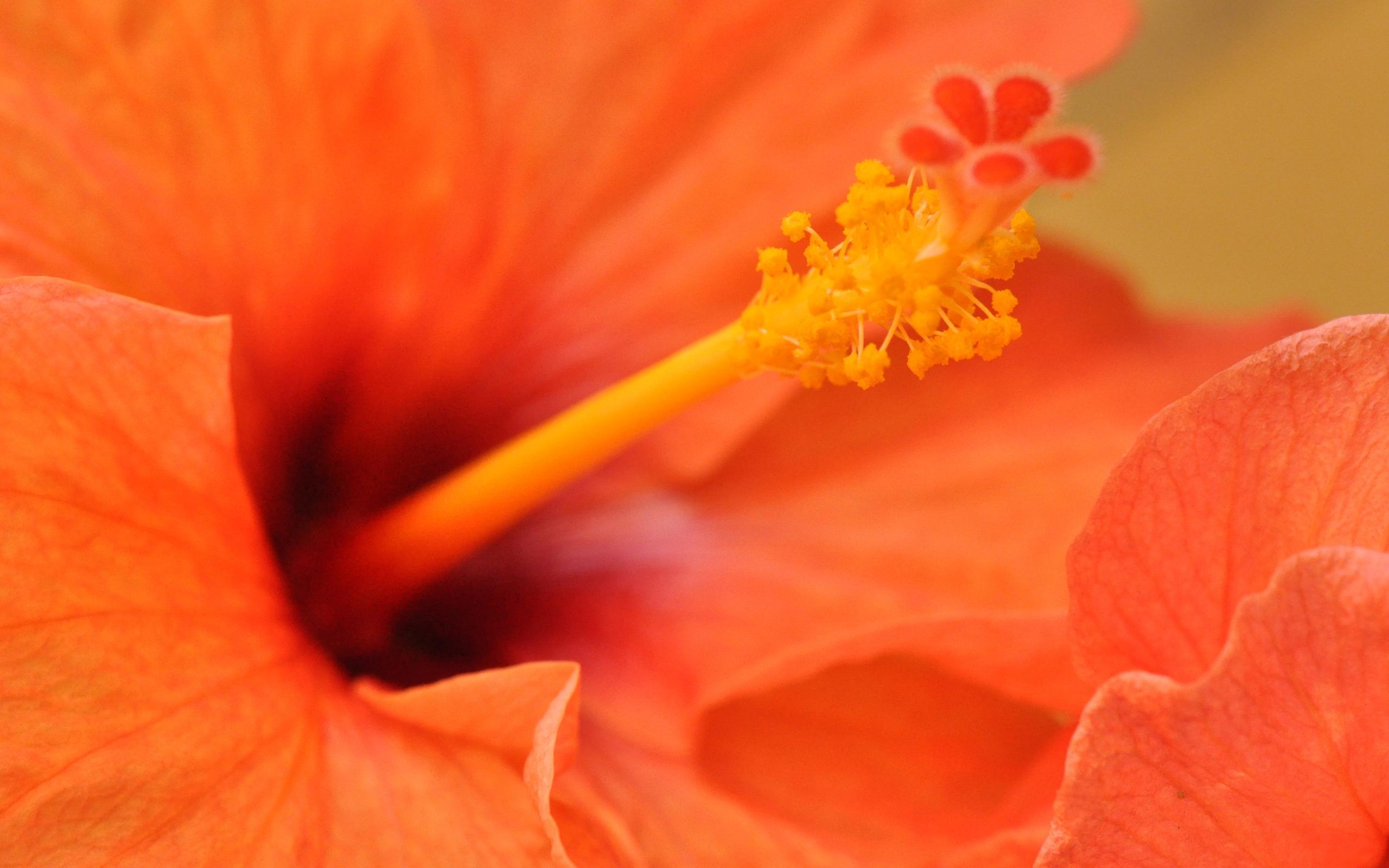 Orange Hibiscus Flower HD wallpaper