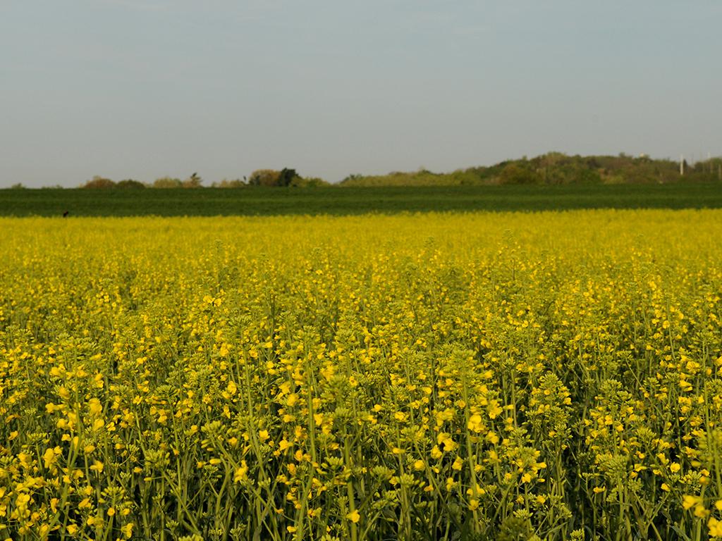 Three winter canola 2019 field days scheduled for late May