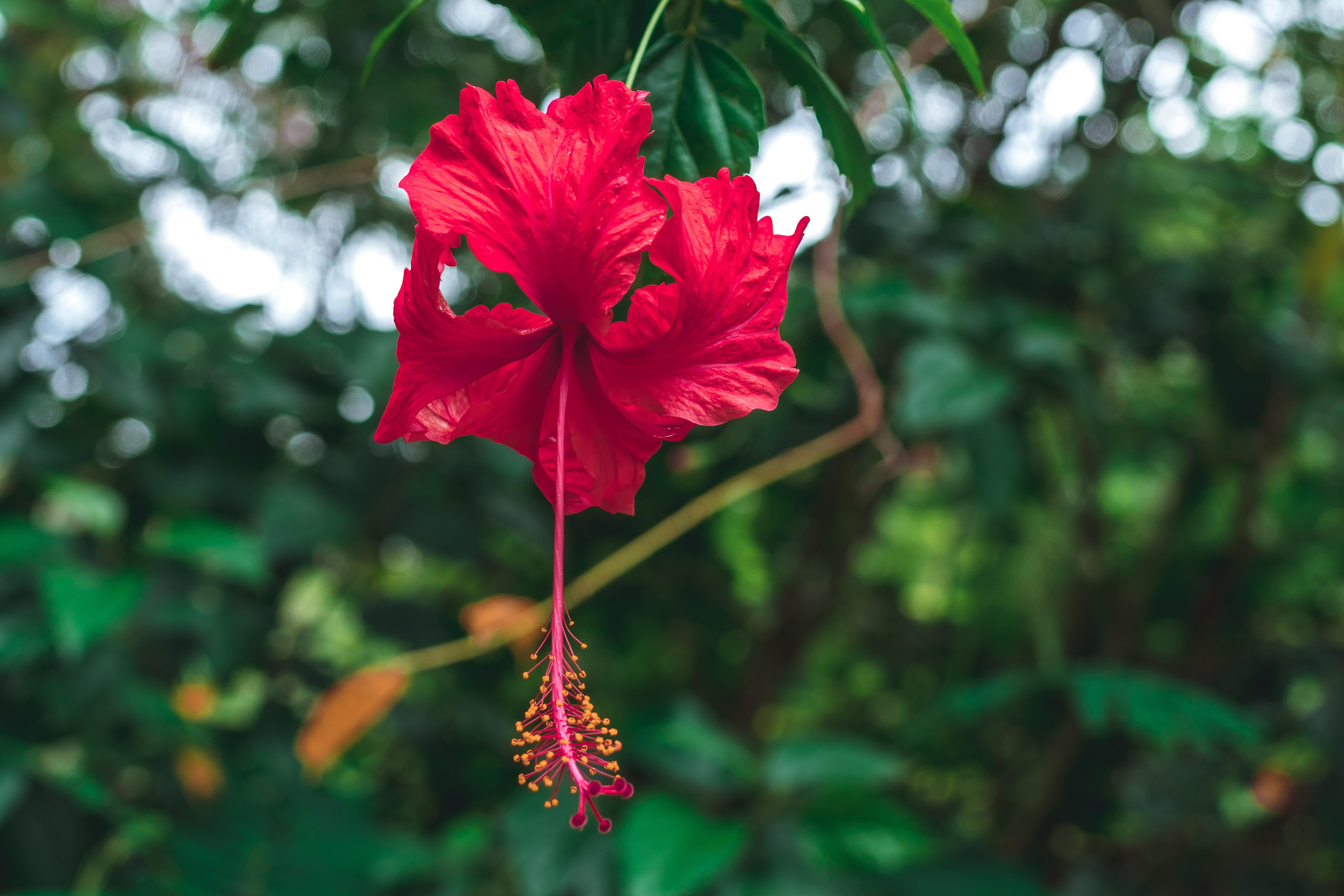 Selective Focus Photography of Red Hibiscus Flower · Free