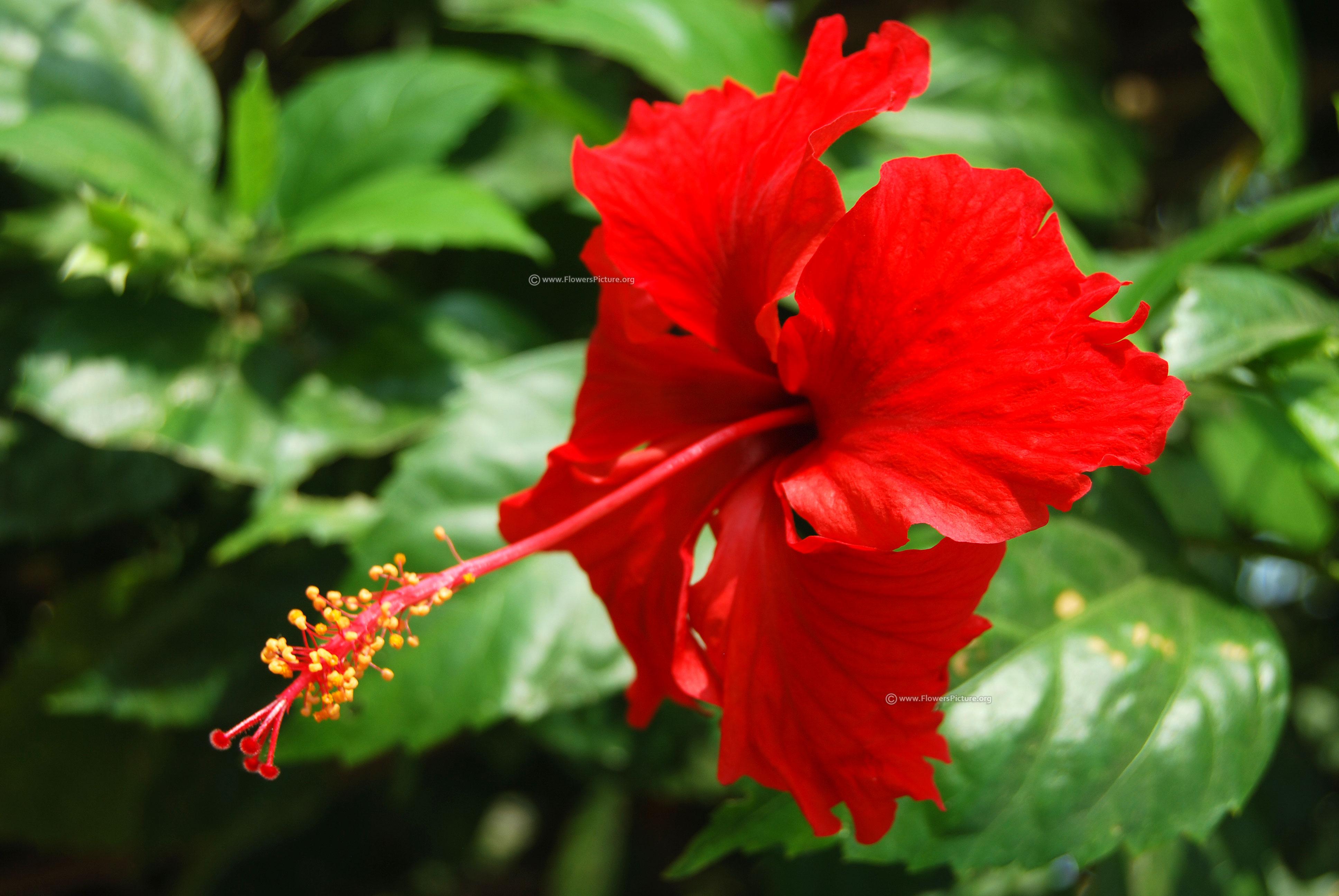 Click To Download This Red Hibiscus Flower HD Image HD