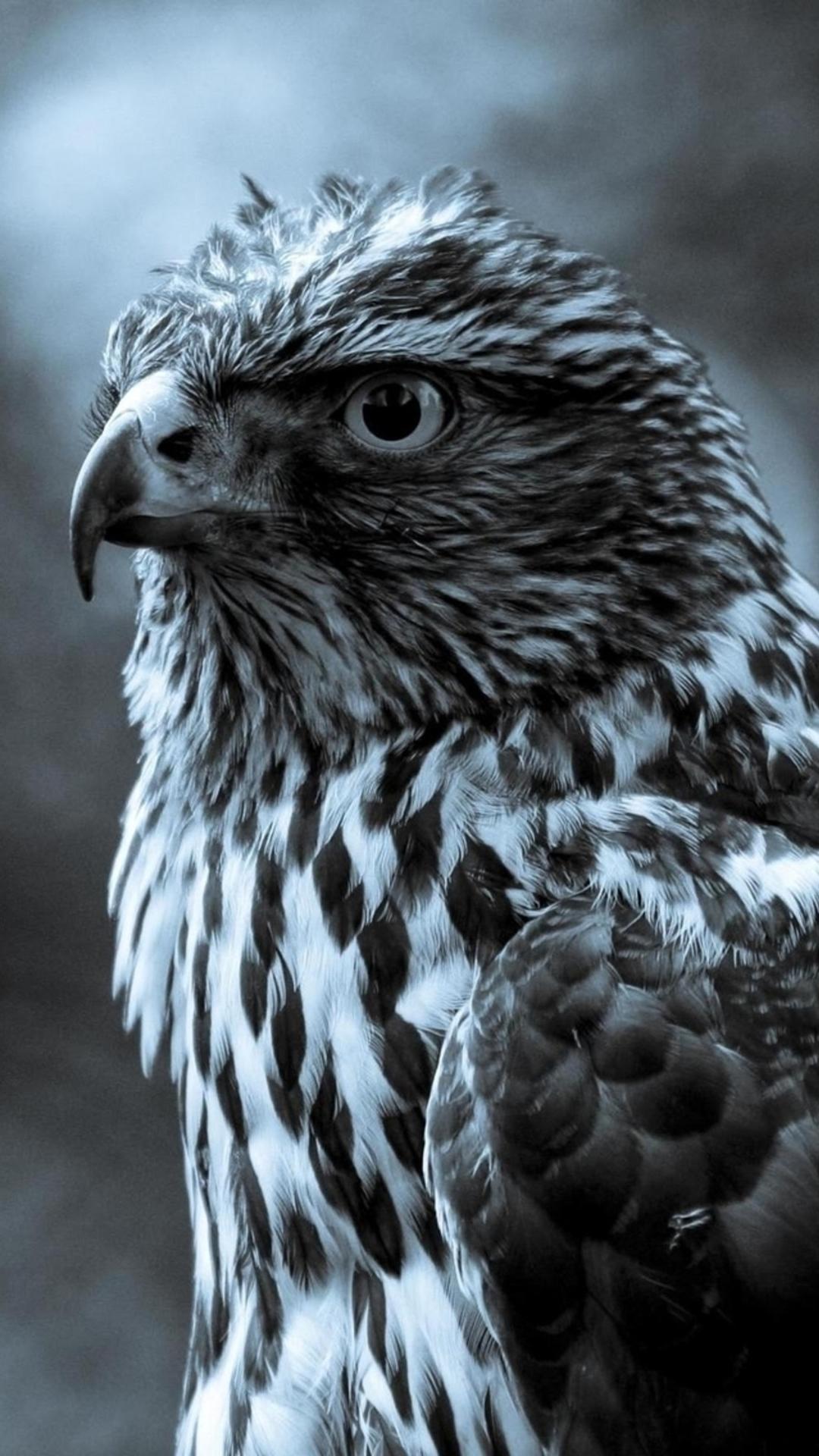Eagle Bird Animal In Dark iPhone 8 Wallpaper Free Download