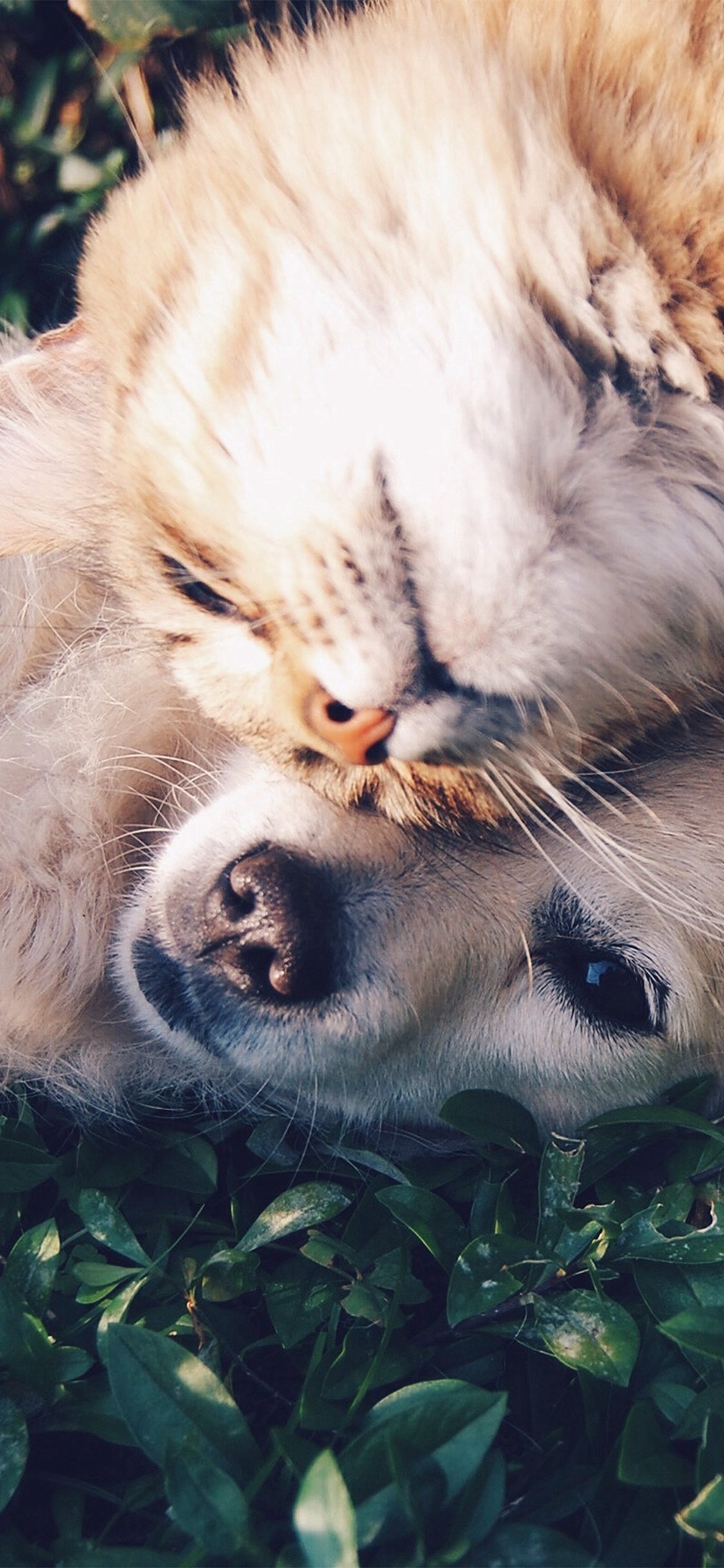 Cat And Dog Animal Love Nature Pure iPhone X Wallpaper Free Download