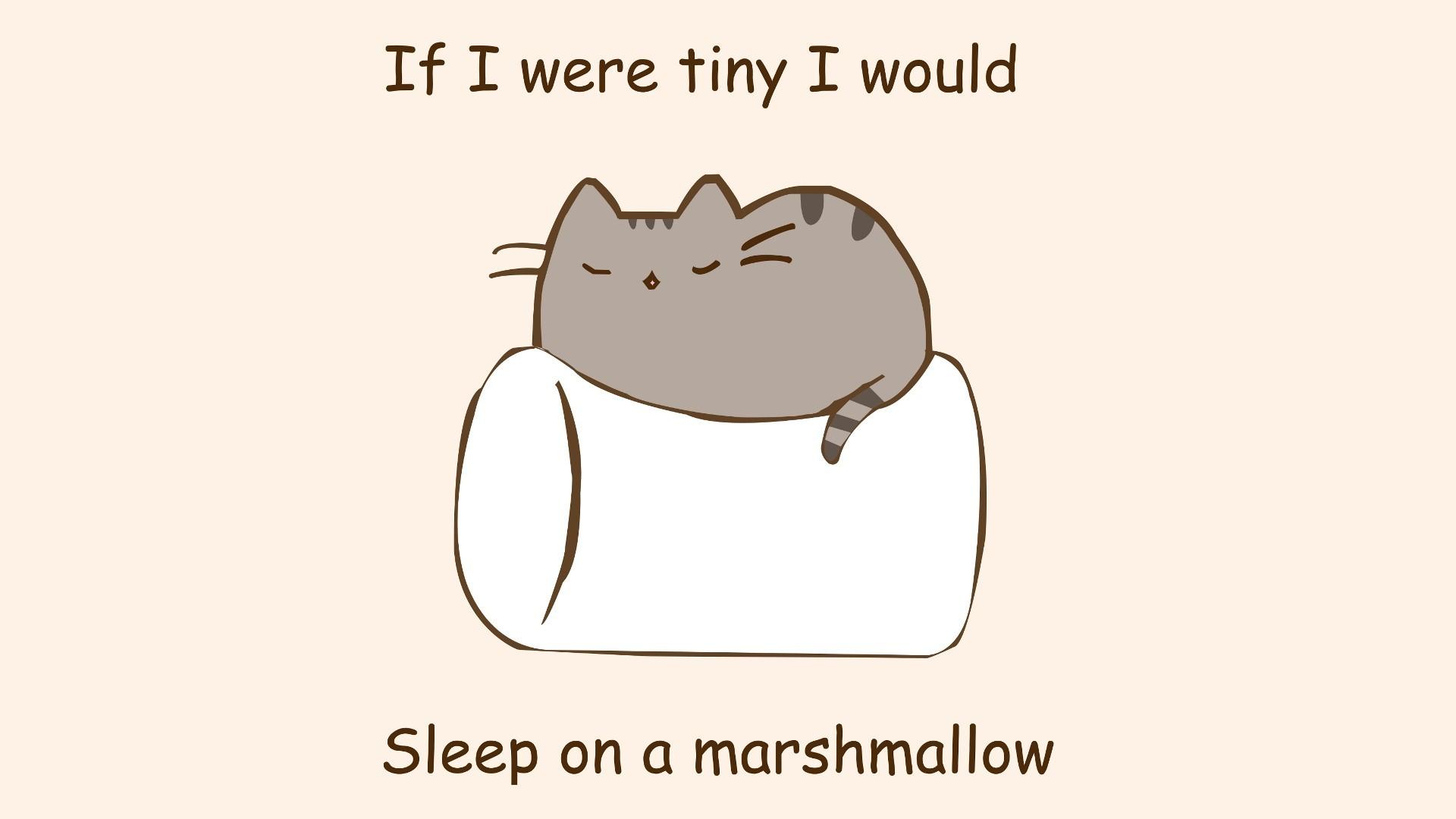 humor, Marshmallows, Cat Wallpaper HD / Desktop and Mobile