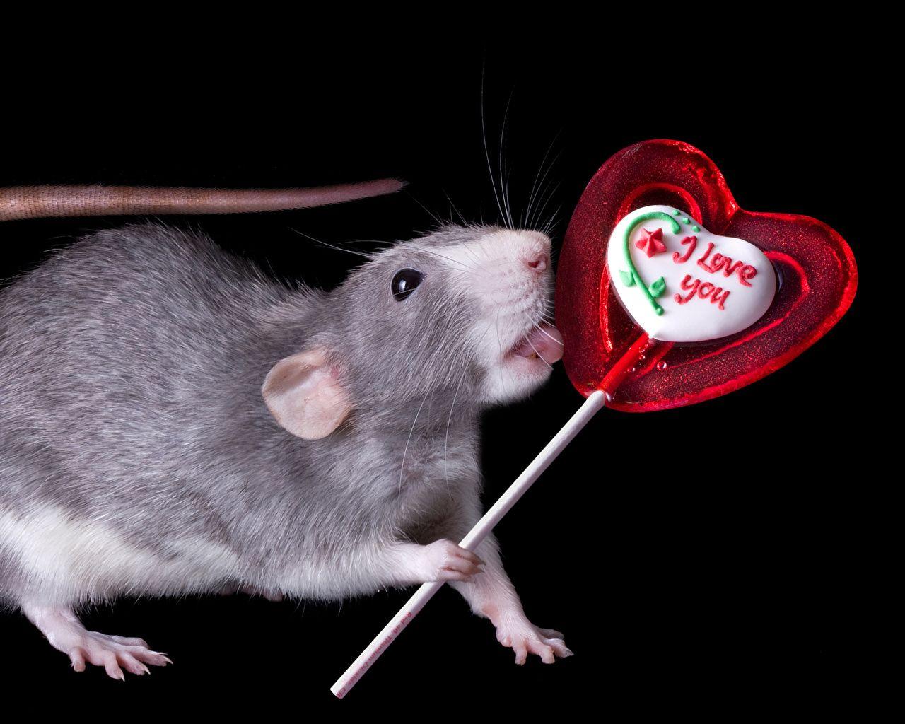 image Valentine's Day Rats English Lollipop Sweets Animals Black