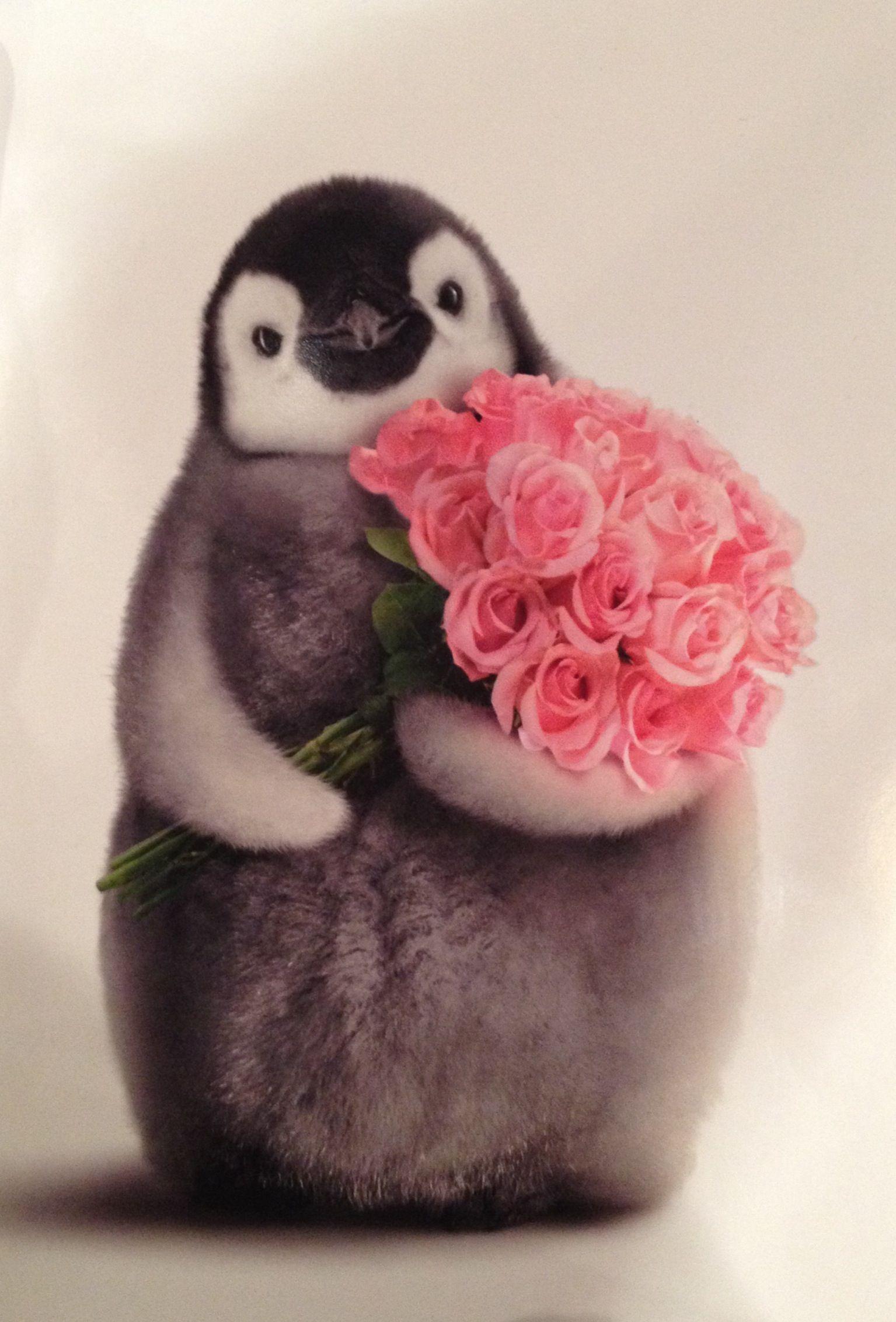 Free download Details about Penguin With Flower Bouquet Funny