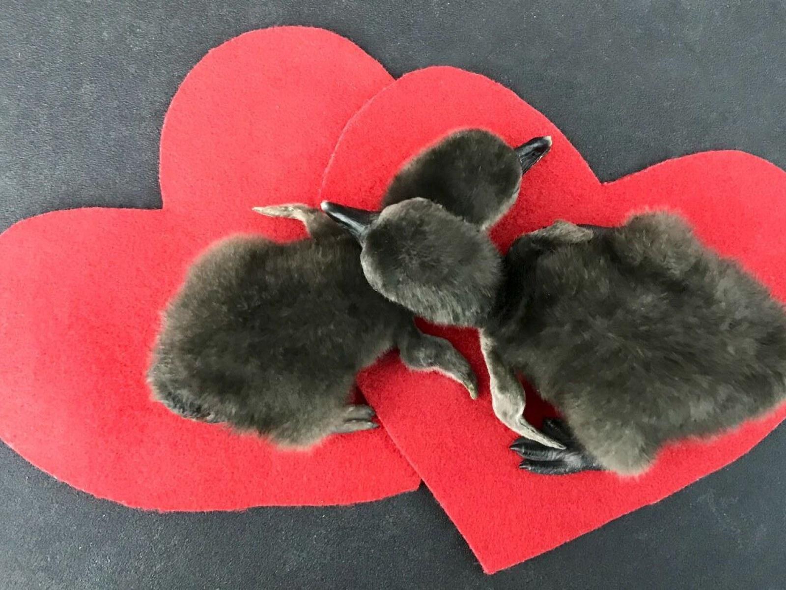 Don't Think Love Is Real? Penguins Celebrating Valentine's Day
