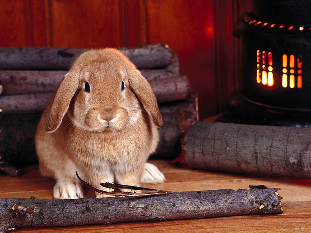 Bunny Wallpaper Rabbits Wallpaper