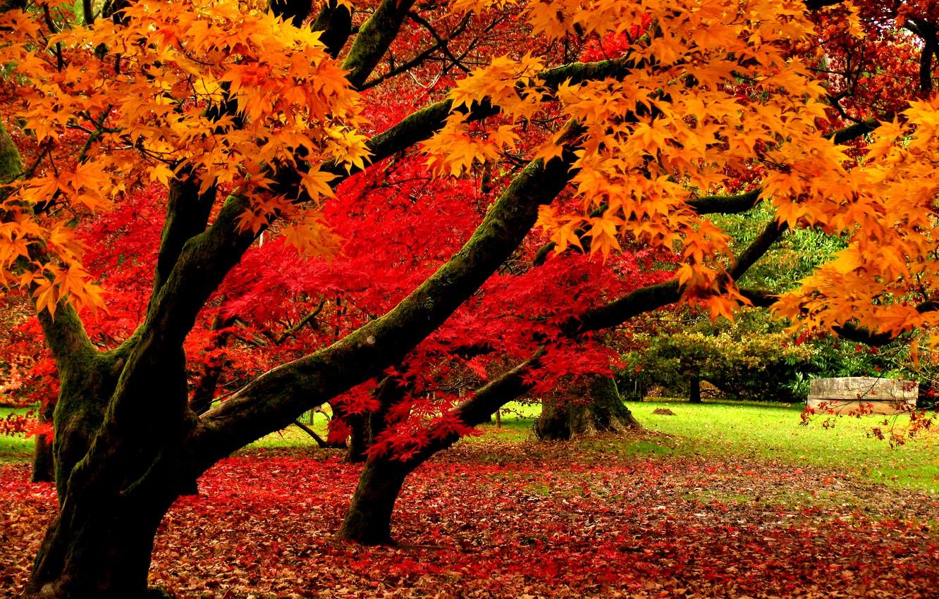 Wallpaper autumn, leaves, trees, nature, Park, Nature, falling leaves, trees, park, autumn, leaves, fall image for desktop, section природа