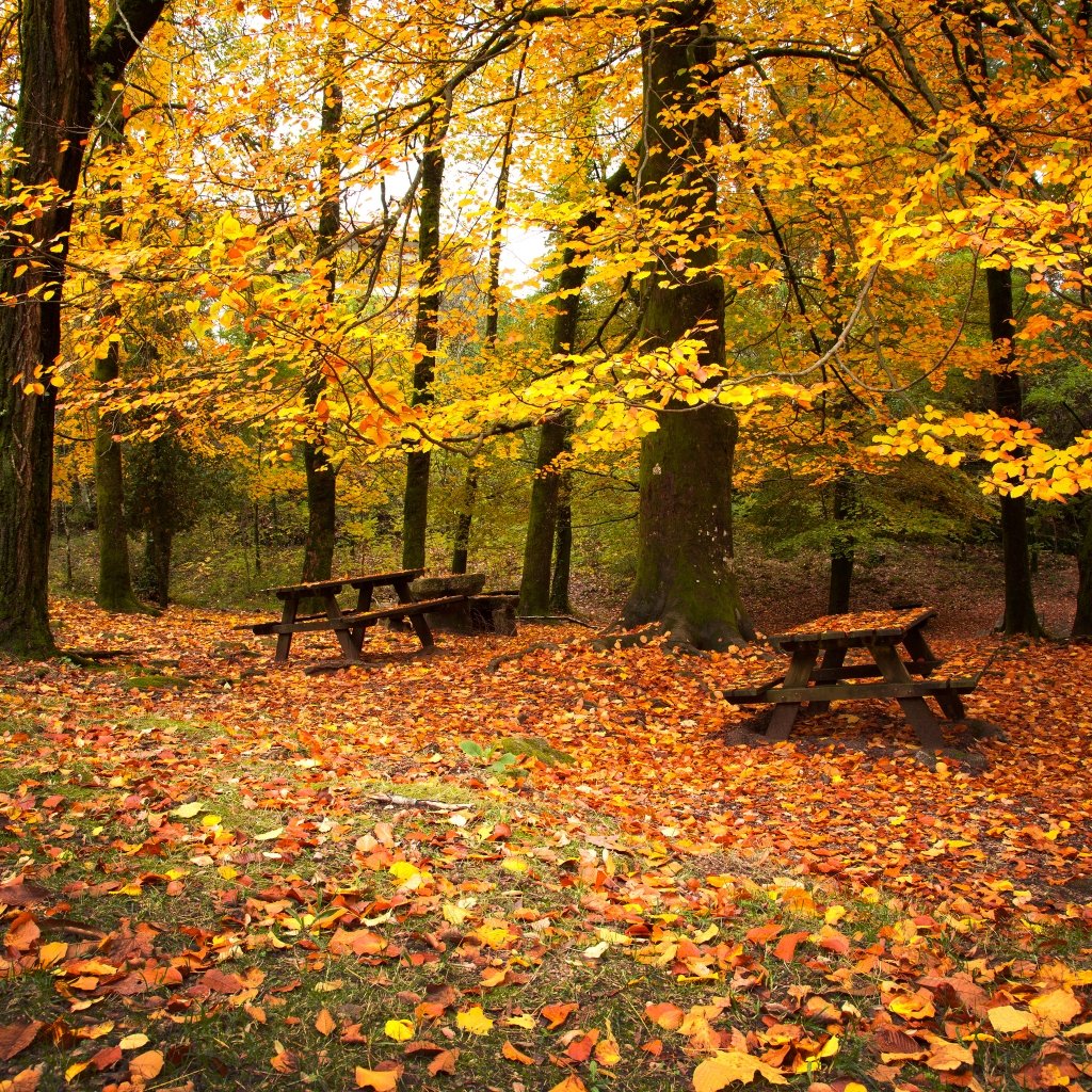 Autumn Leaves Falling Down iPad Wallpaper Free Download