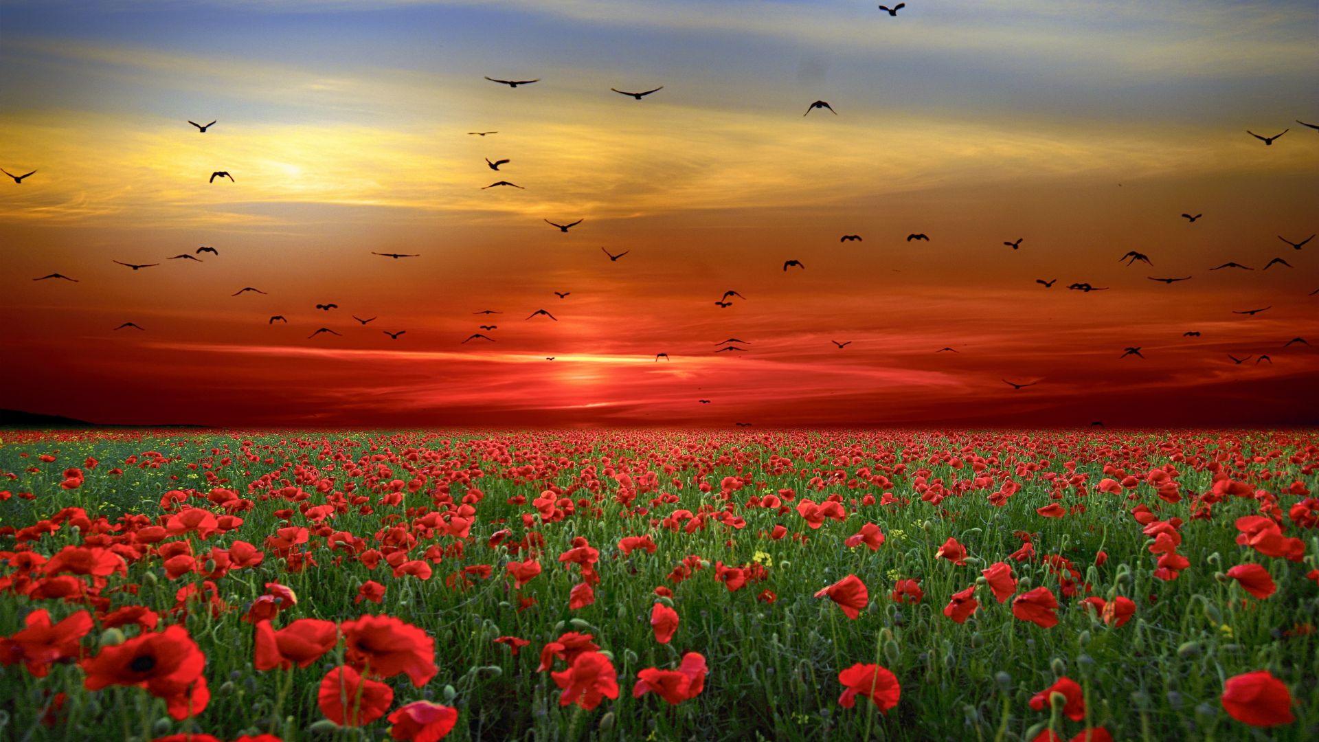 Landscape, poppy farm, sunset wallpaper, HD image, picture, background, 9dd5e8