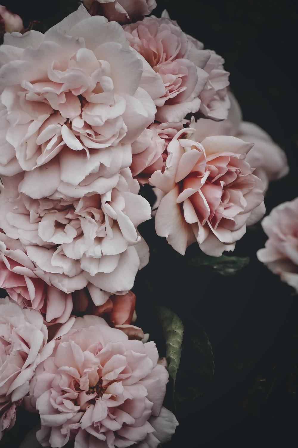Peony Picture [HD]. Download Free Image