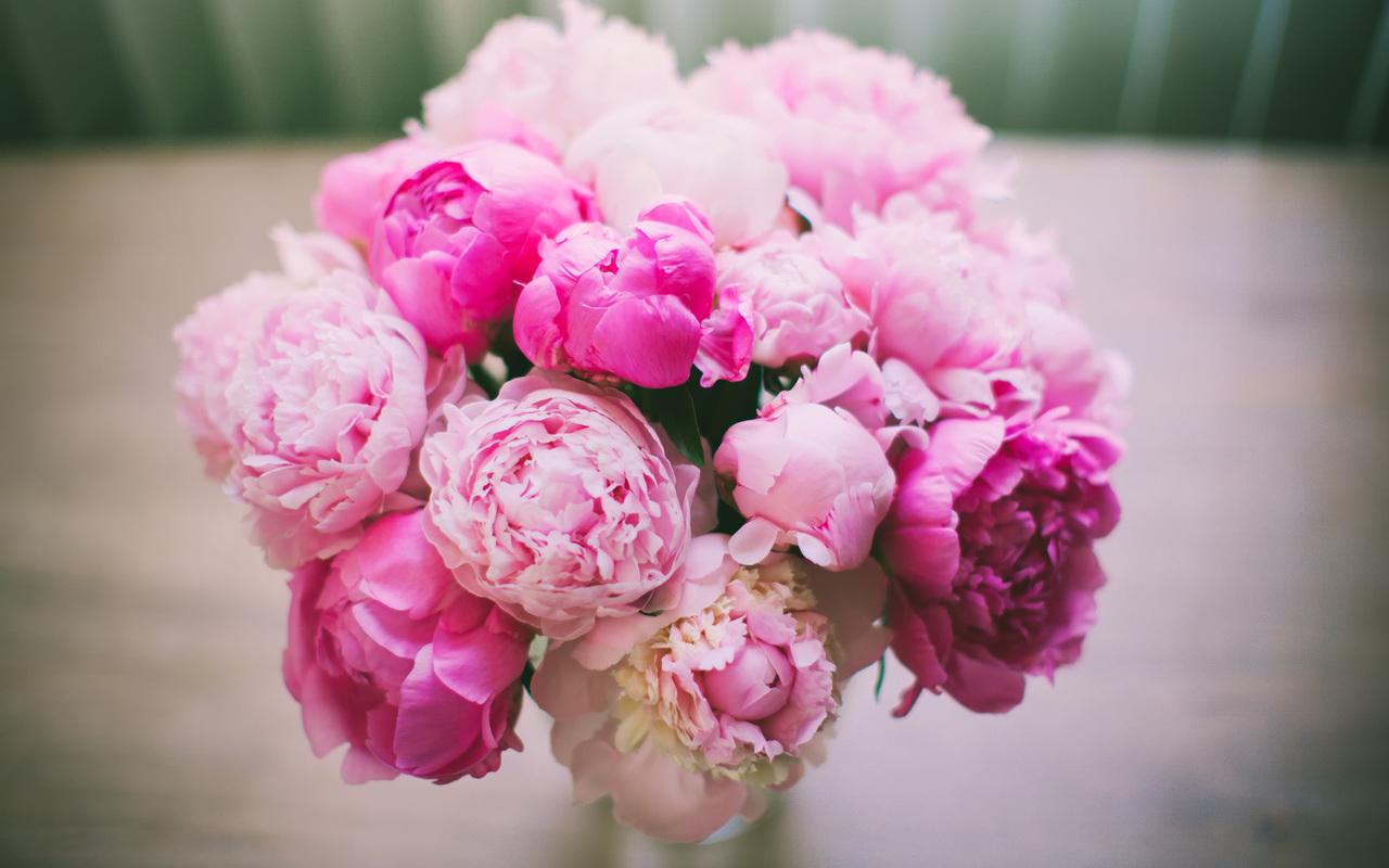 pink, peonies, bouquet, petals, flowers desktop wallpaper