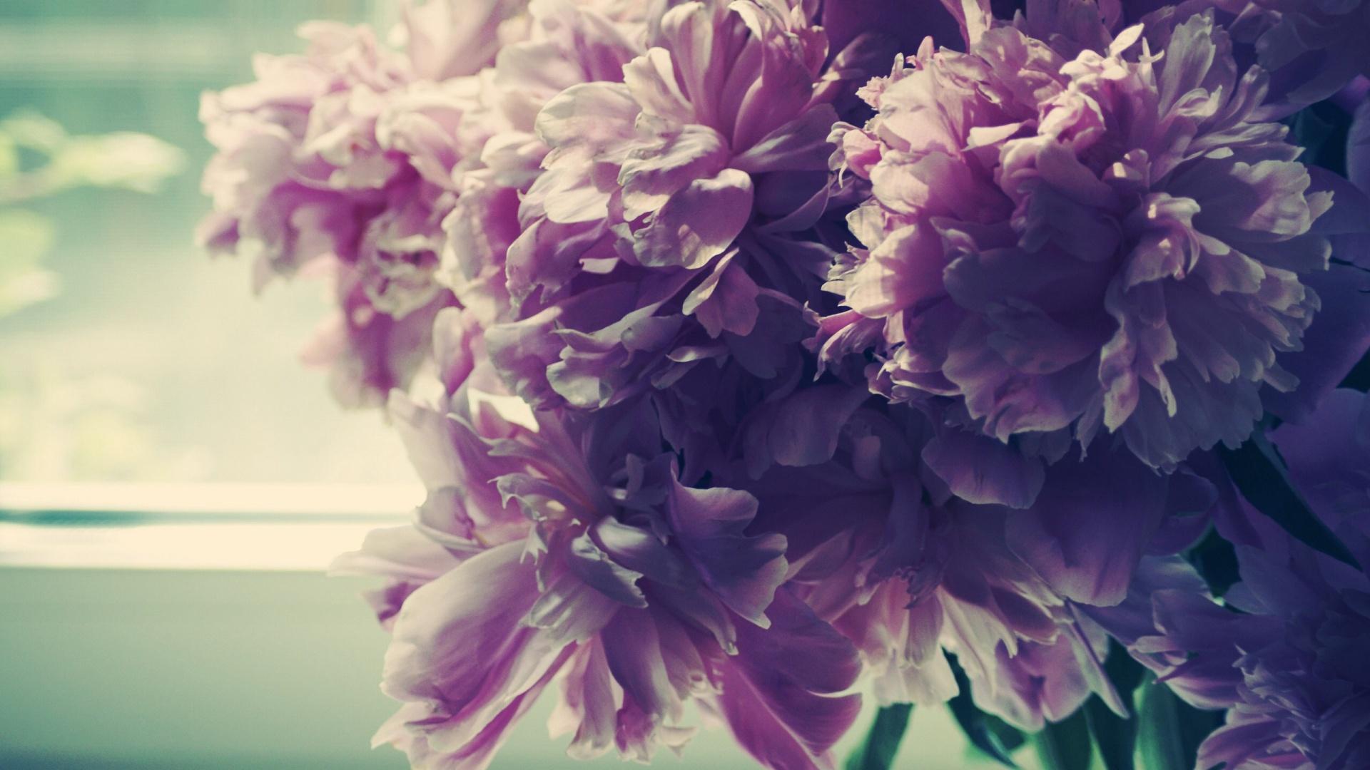 Pink Peony desktop PC and Mac Wallpaper 1920x1080. Free