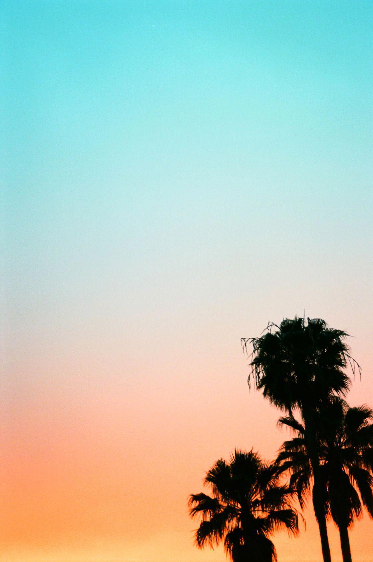Pastel rainbow sunset and palm trees :) #iphonewallpapertravel