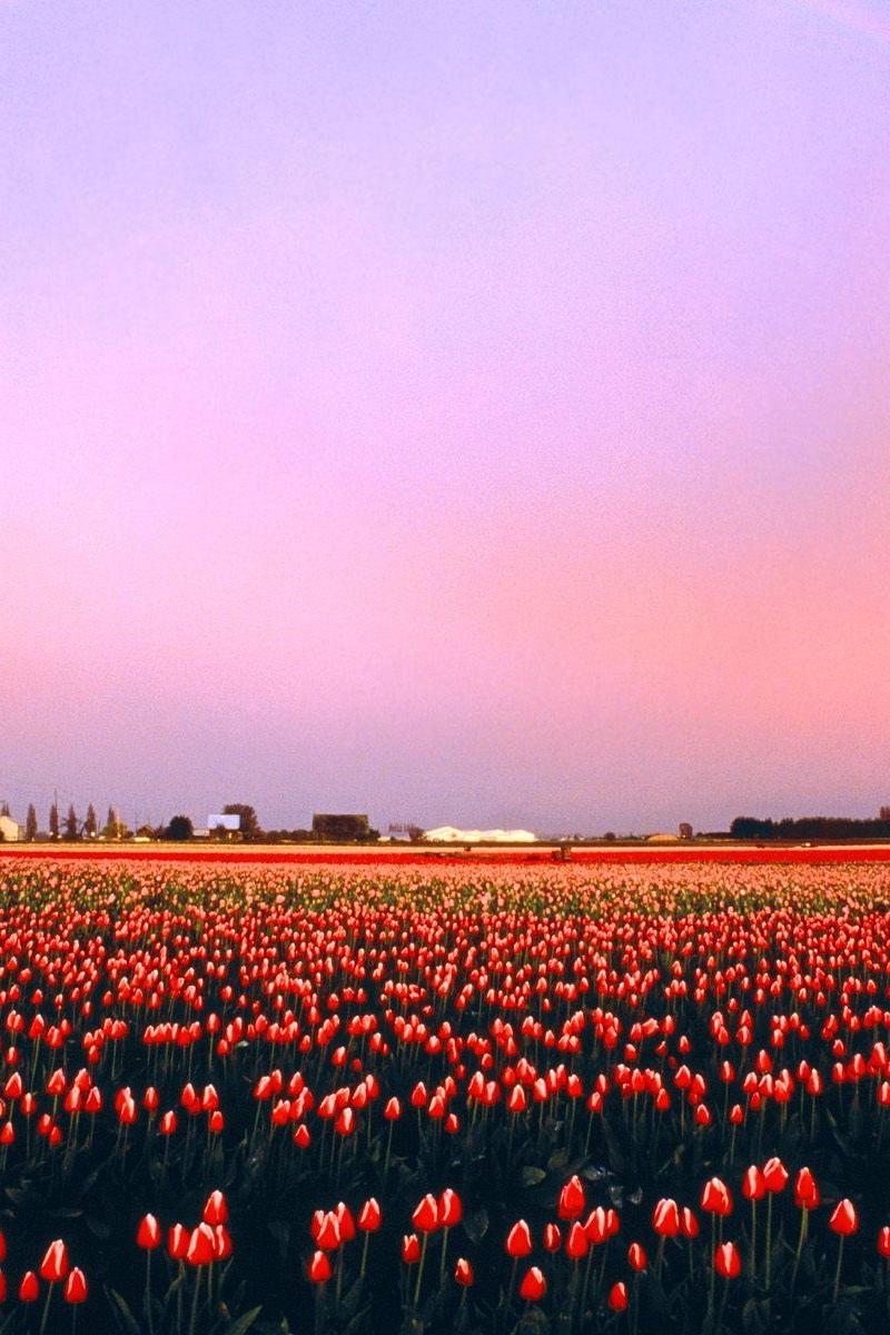 Download wallpaper 800x1200 tulips, flowers, plantation, sunset