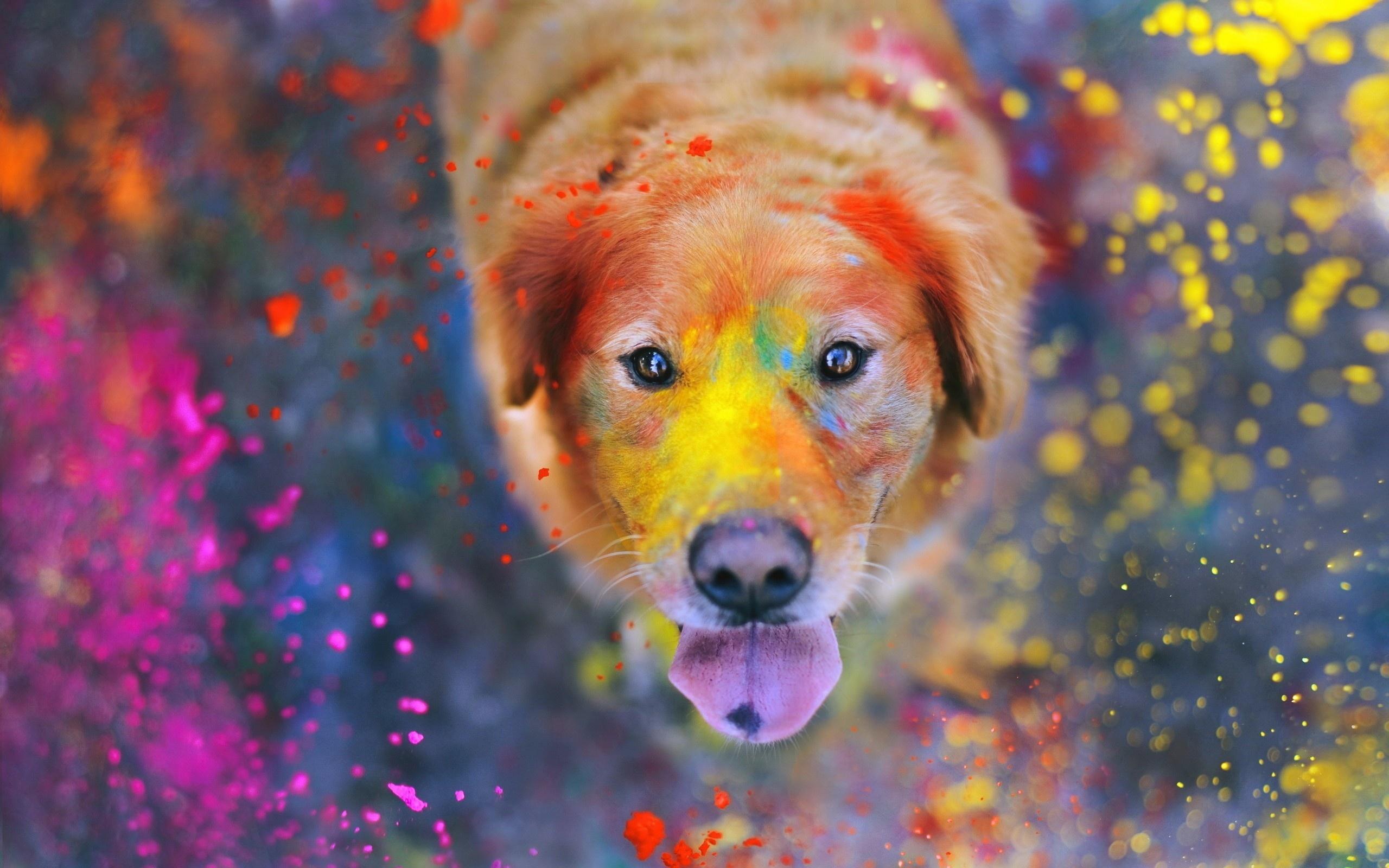 Holi HD Wallpaper and Background Image