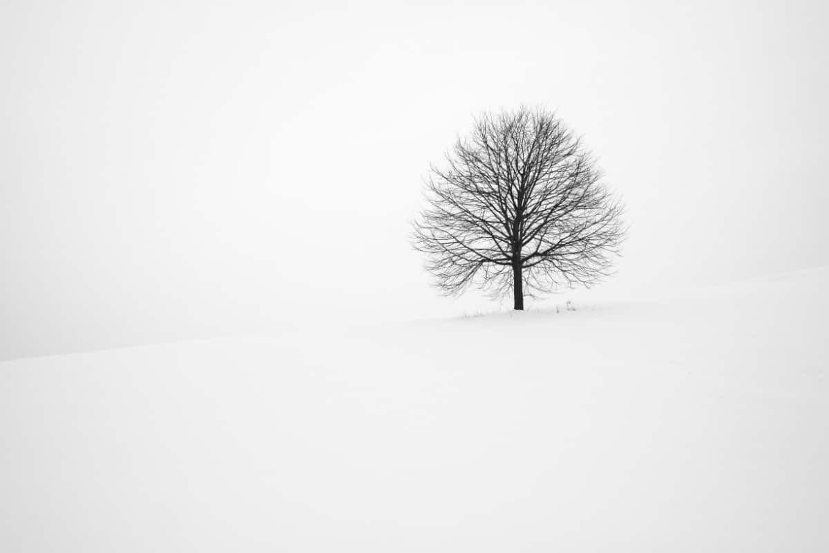 Beautiful Winter Wallpaper all About Snow, Frost, and Ice. Winter picture, Winter nature, Minimal wallpaper