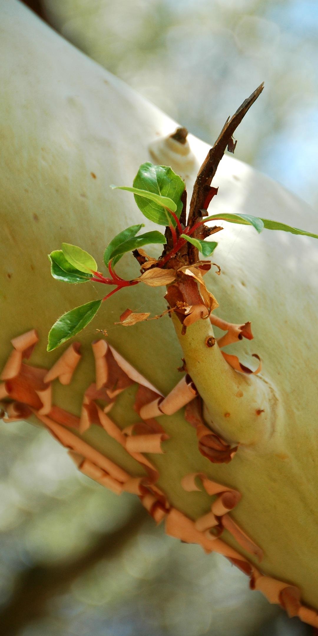 wallpaper Crimea. The Southern Coast of Crimea