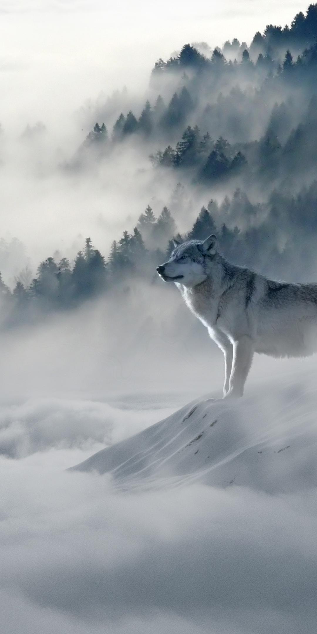 Animal Wolf (1080x2160) Wallpaper