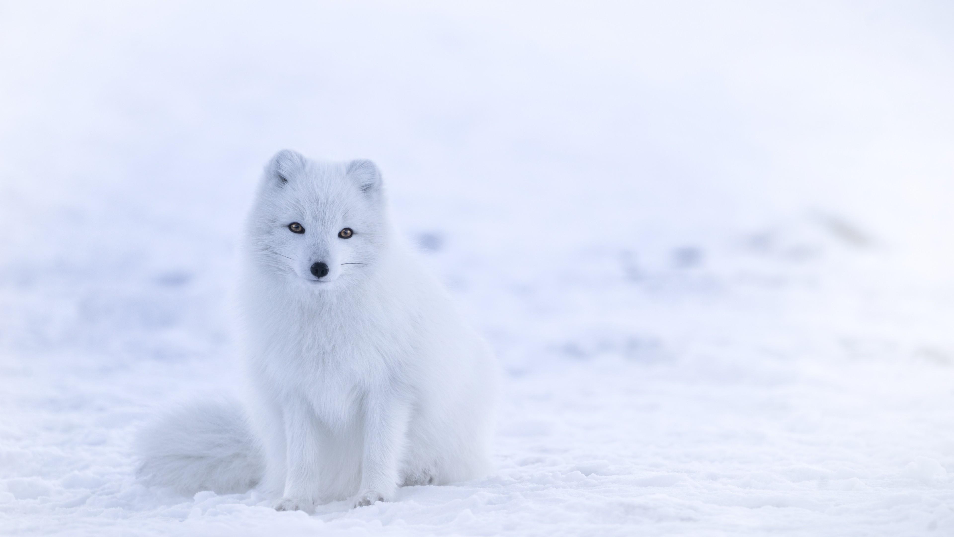 Wallpaper arctic fox, cute animals, winter, snow, white, 8k