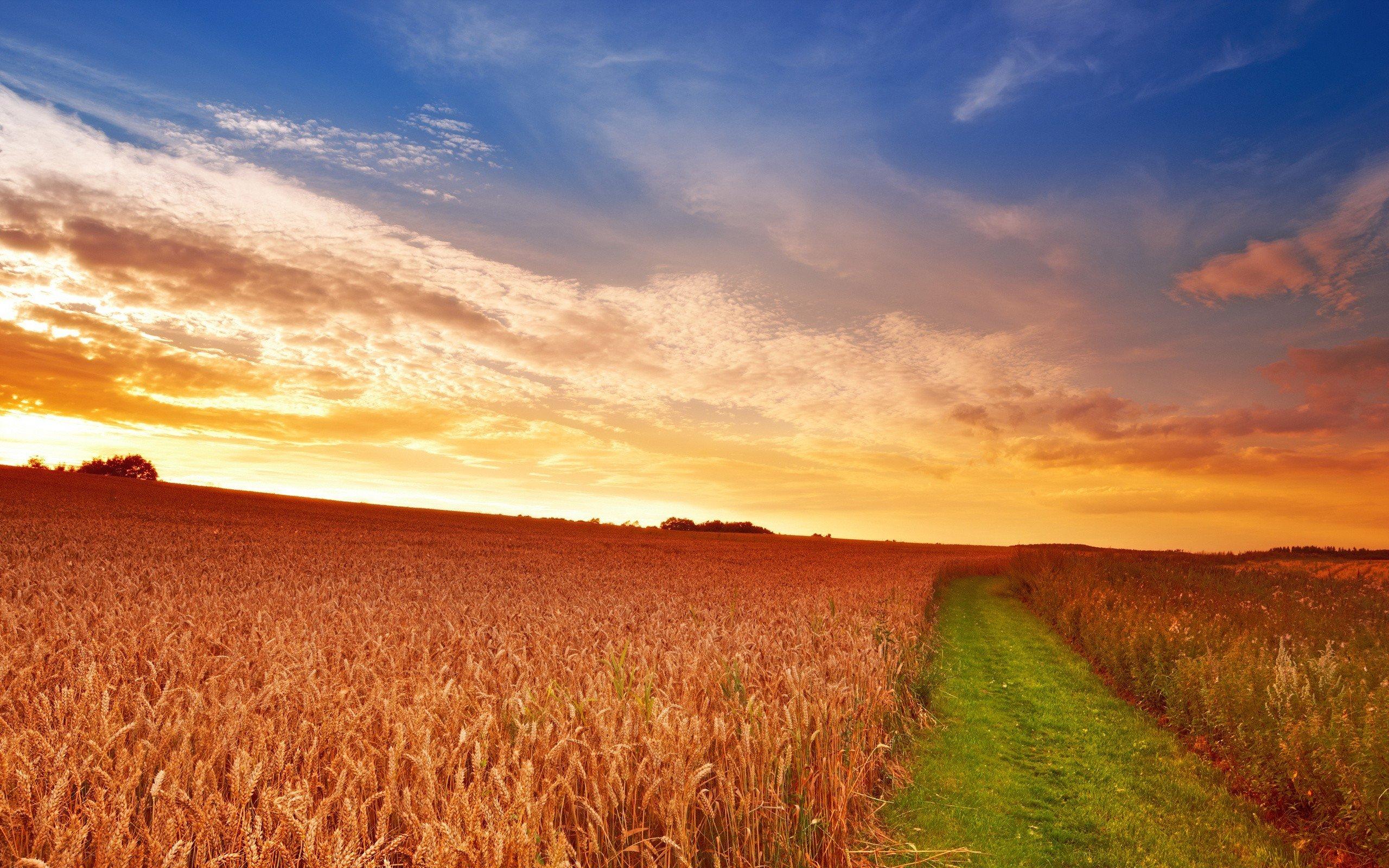 filed, Nature, Sunset, Sky, Orange, Road, Village Wallpaper HD