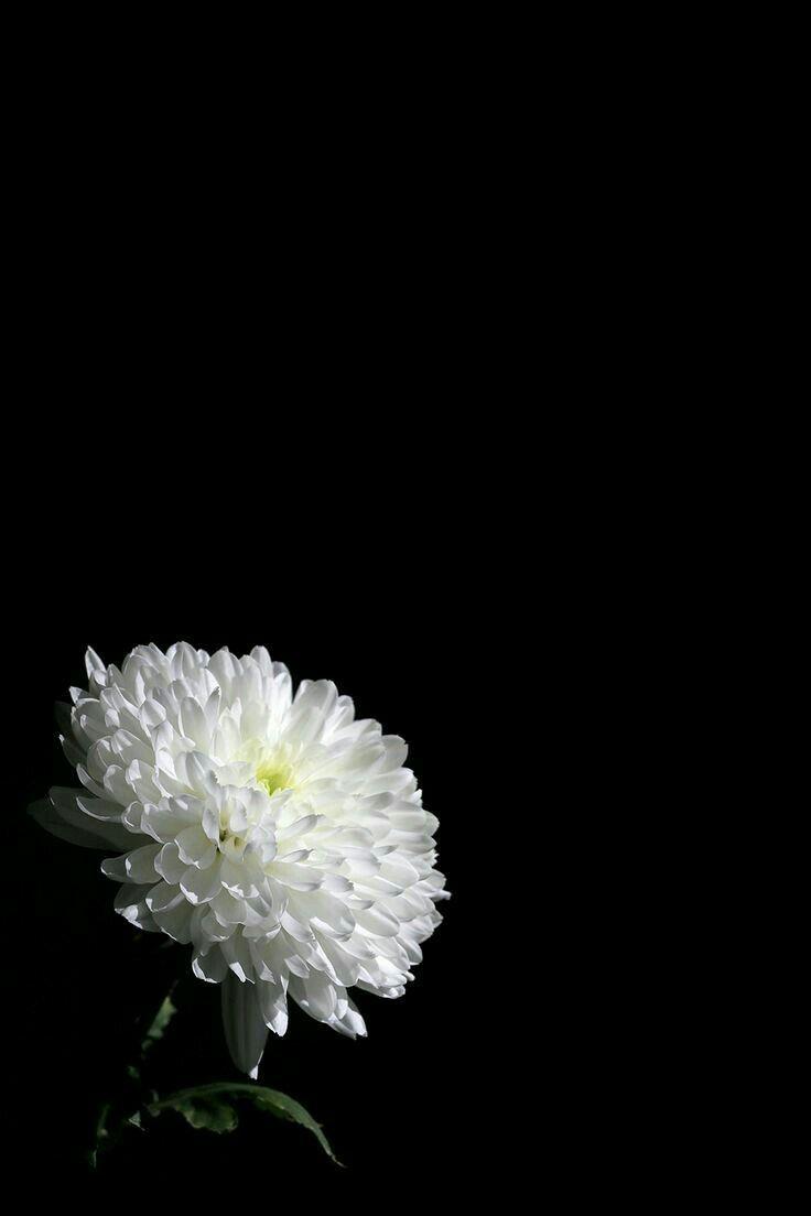 Rest in peace. Dark flowers, Flower background wallpaper