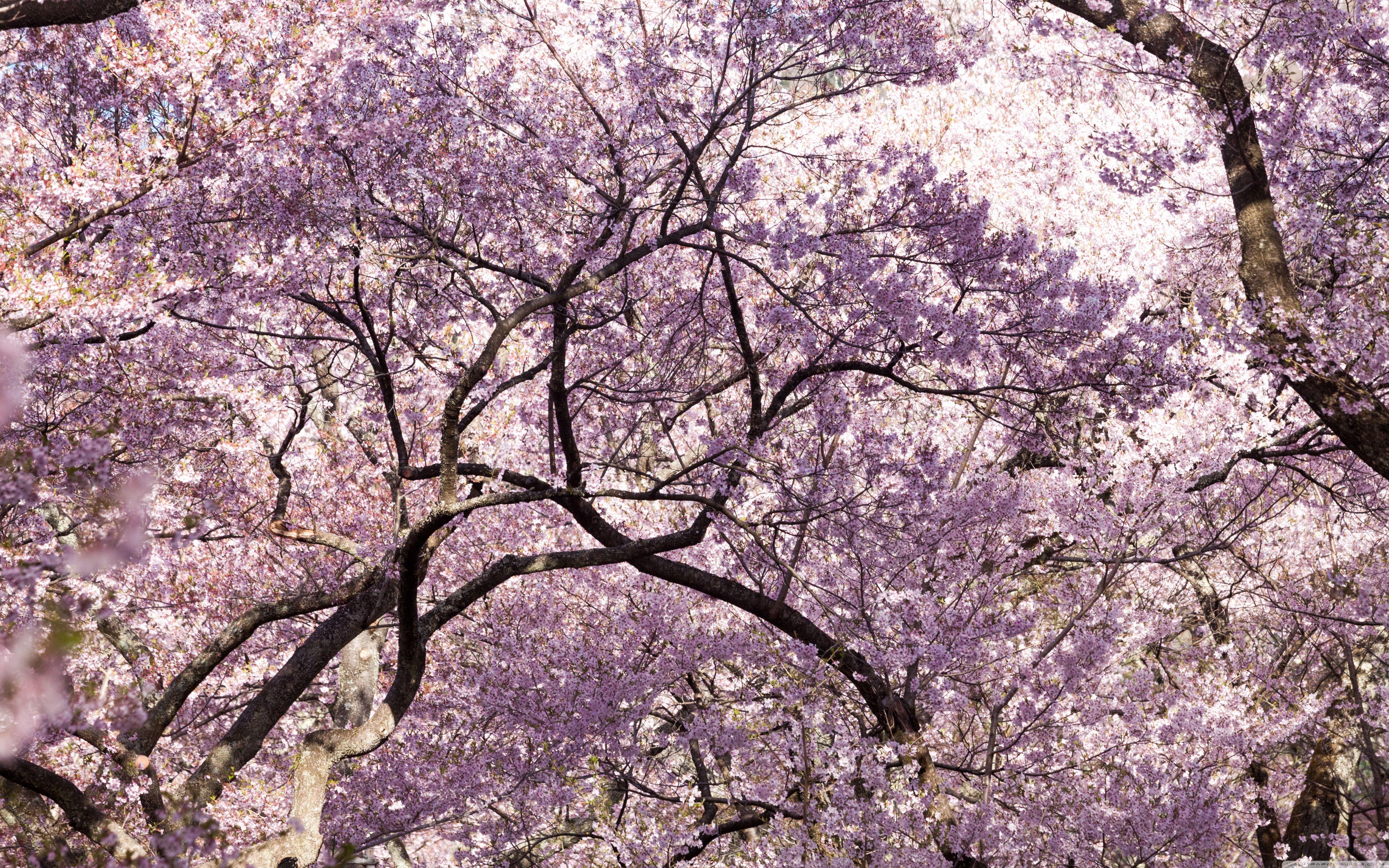 Aesthetic Blossom Tree Wallpapers - Wallpaper Cave