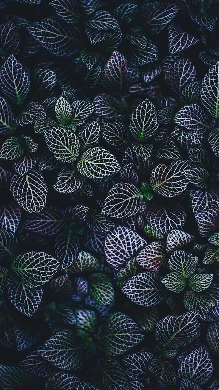 Super Pretty iPhone X Wallpaper. Succulents wallpaper, Crazy