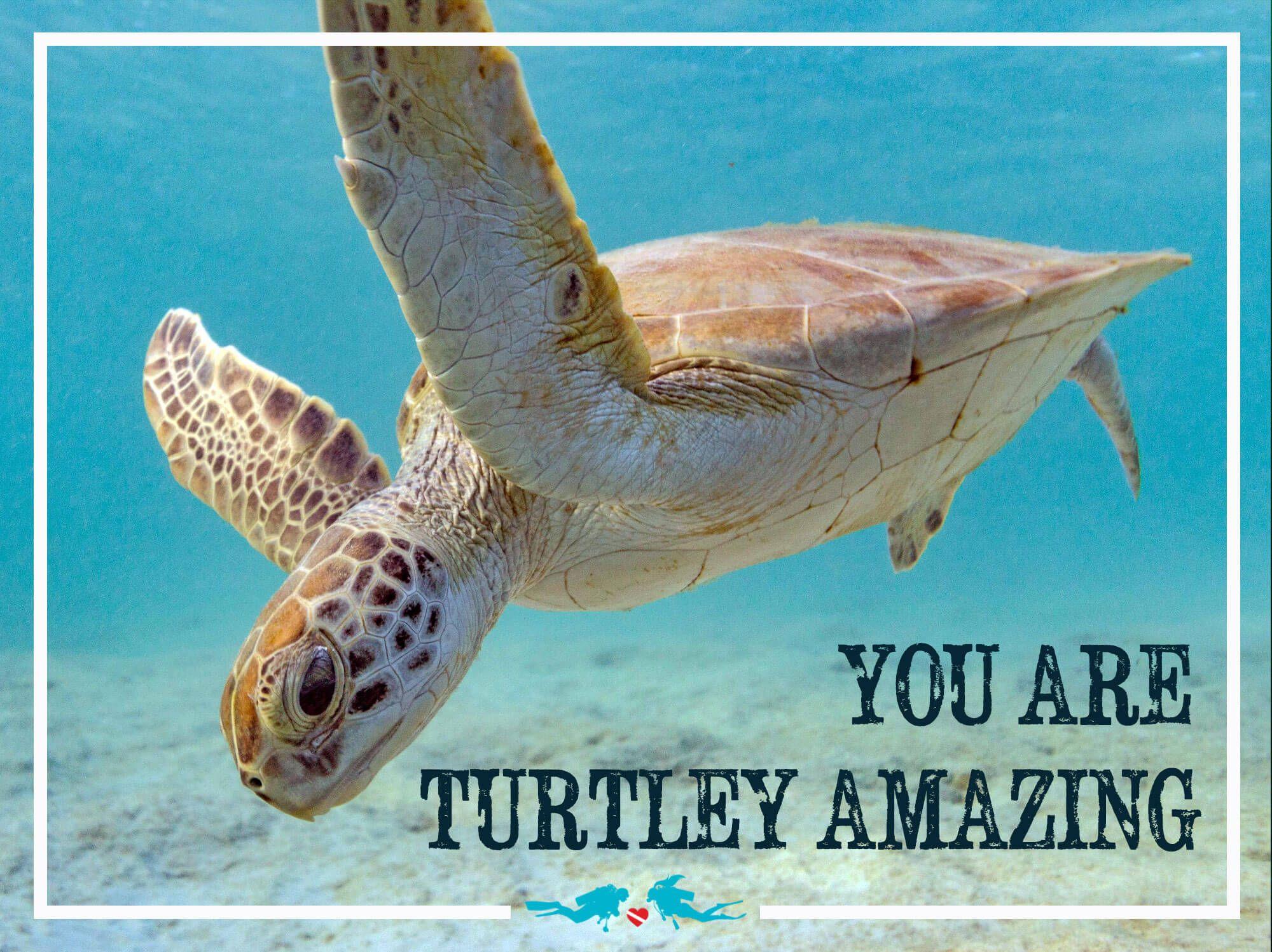 Sea Turtle Valentines Day Scuba Diving Quote. Scuba diving quotes