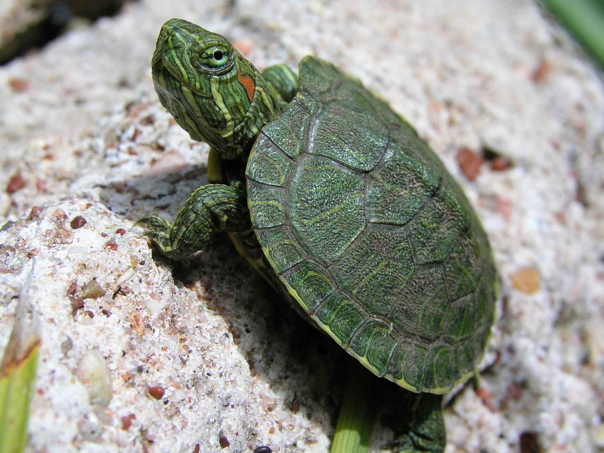 Cute Green Baby Turtle HD Sea Animal Wallpaper
