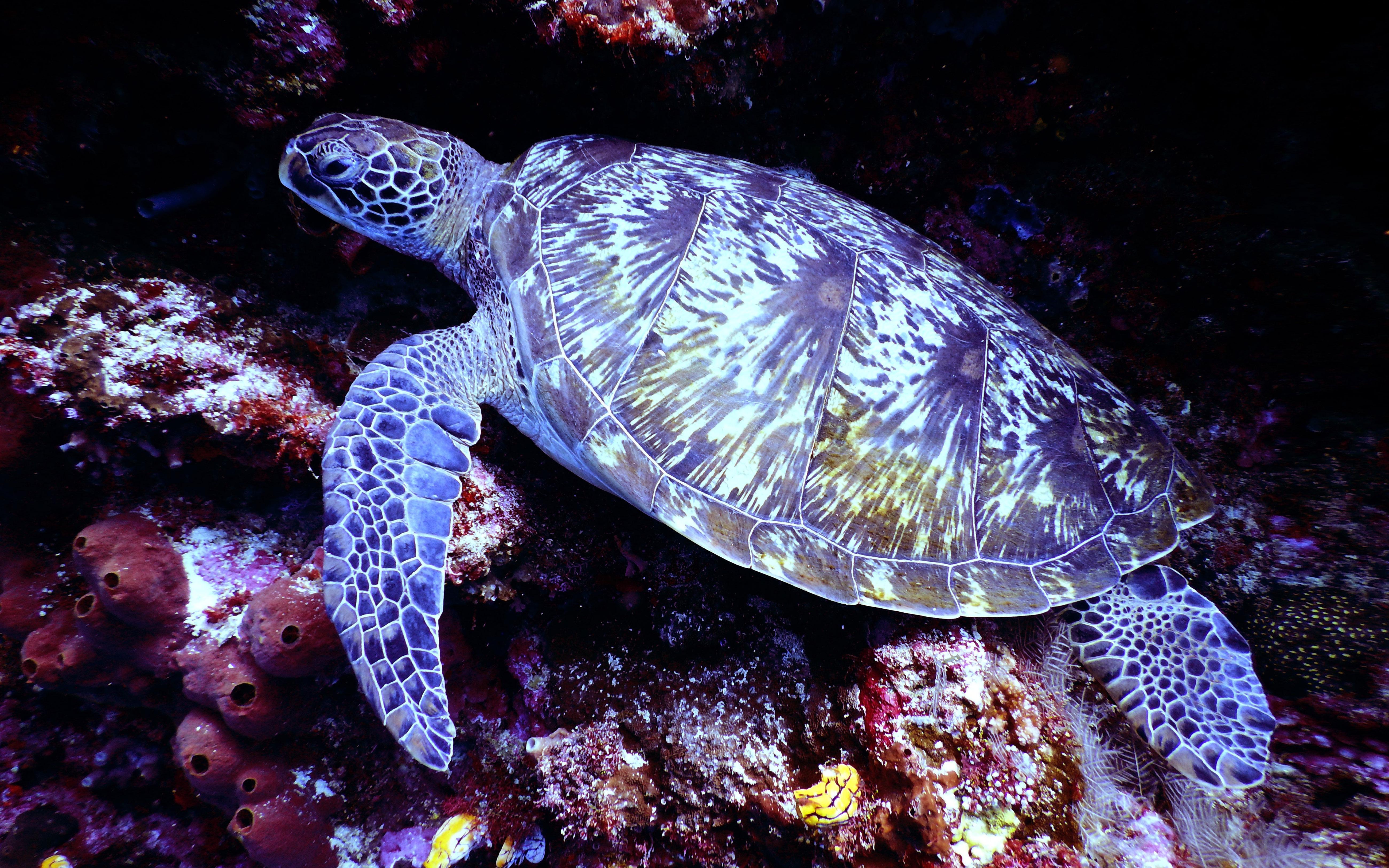 Exotic Marine Animals Underwater Sea Turtle Swimming Diving