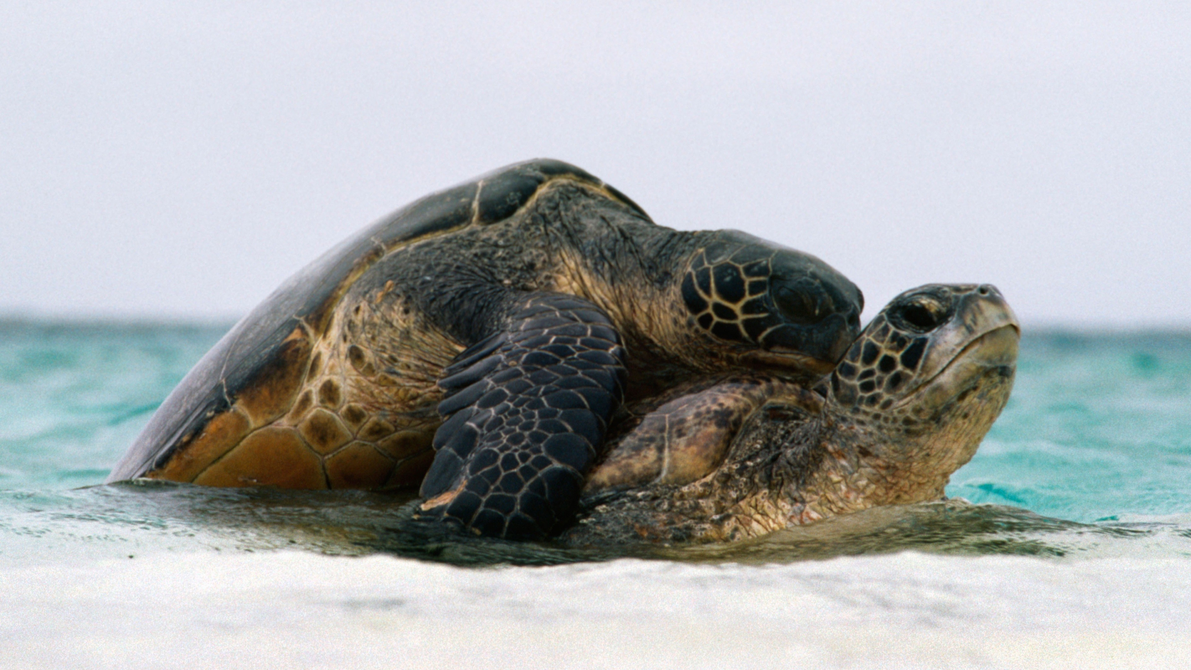 Turtle Love Together